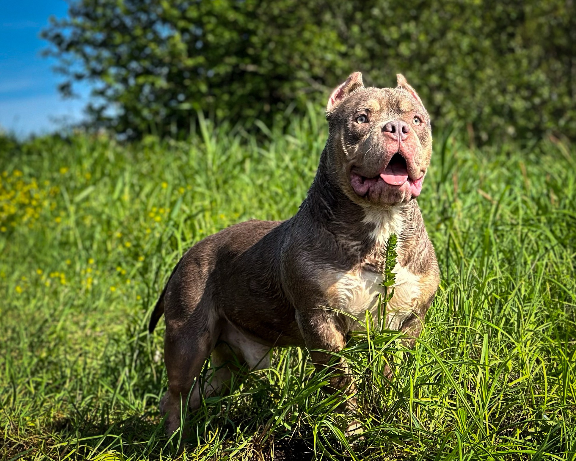 Stark. Питомник американских булли Bounty Pride Bully