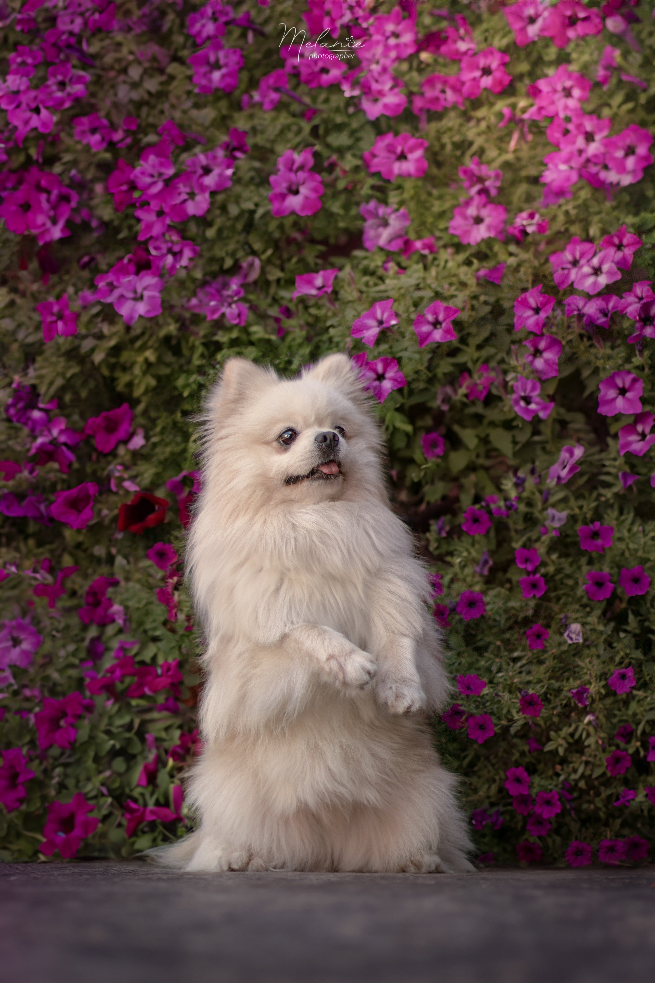 Съемки питомца. Фотограф-анималист в Москве Дорн Мелани