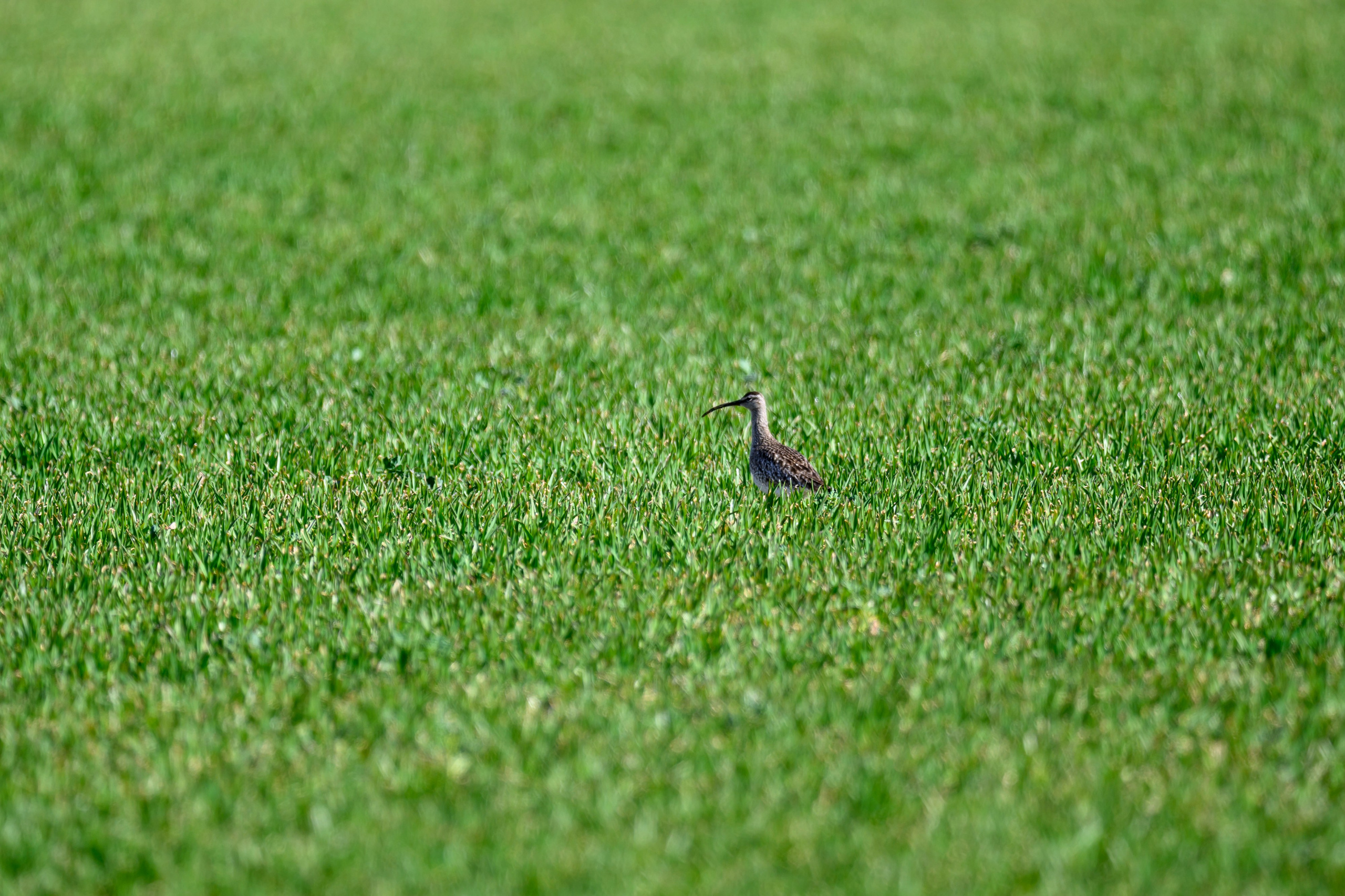 Большой кроншнеп и гуси. Фотограф Сергей Пупонин