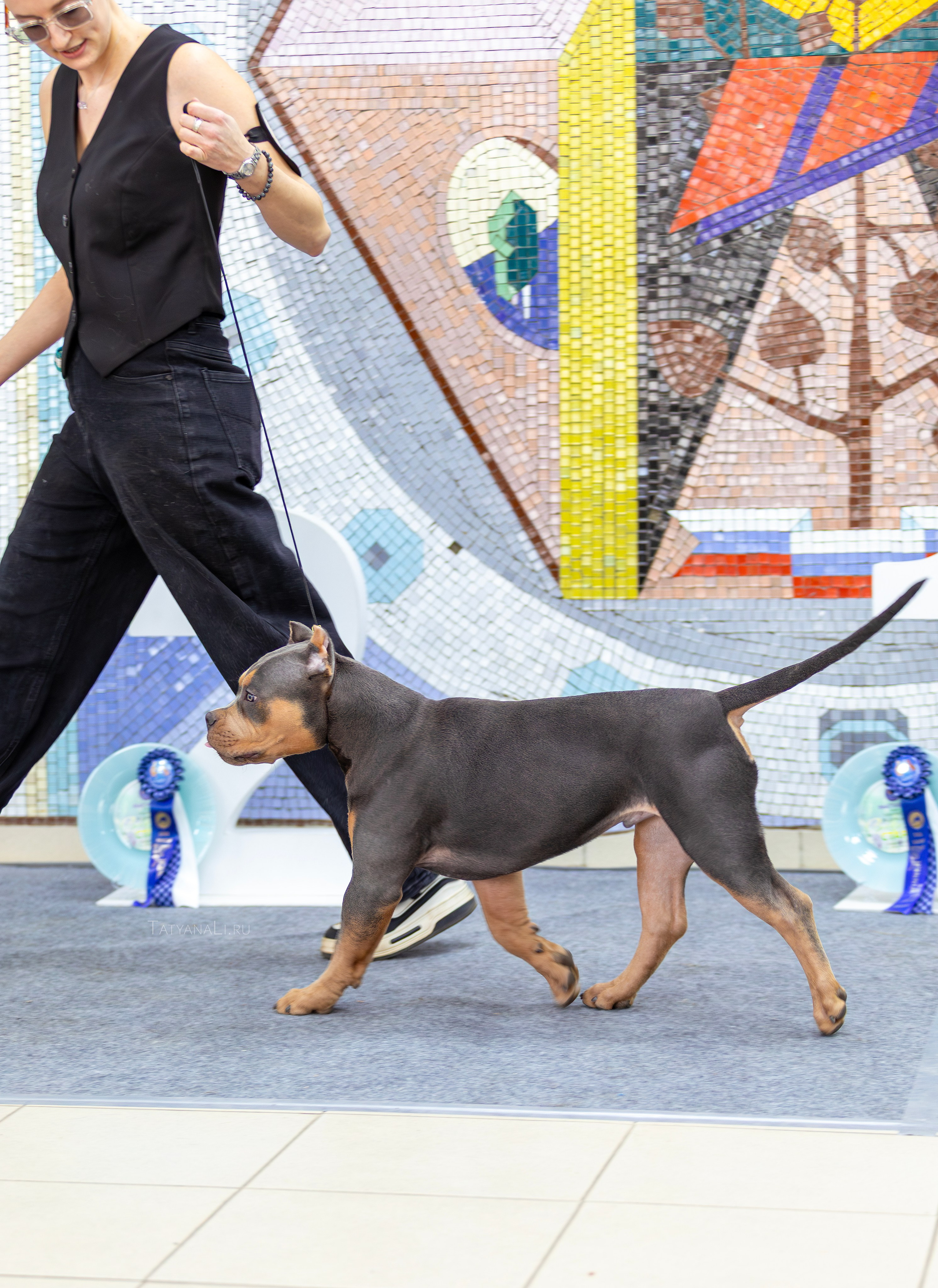 Американский булли. Фотограф — анималист Татьяна Ли