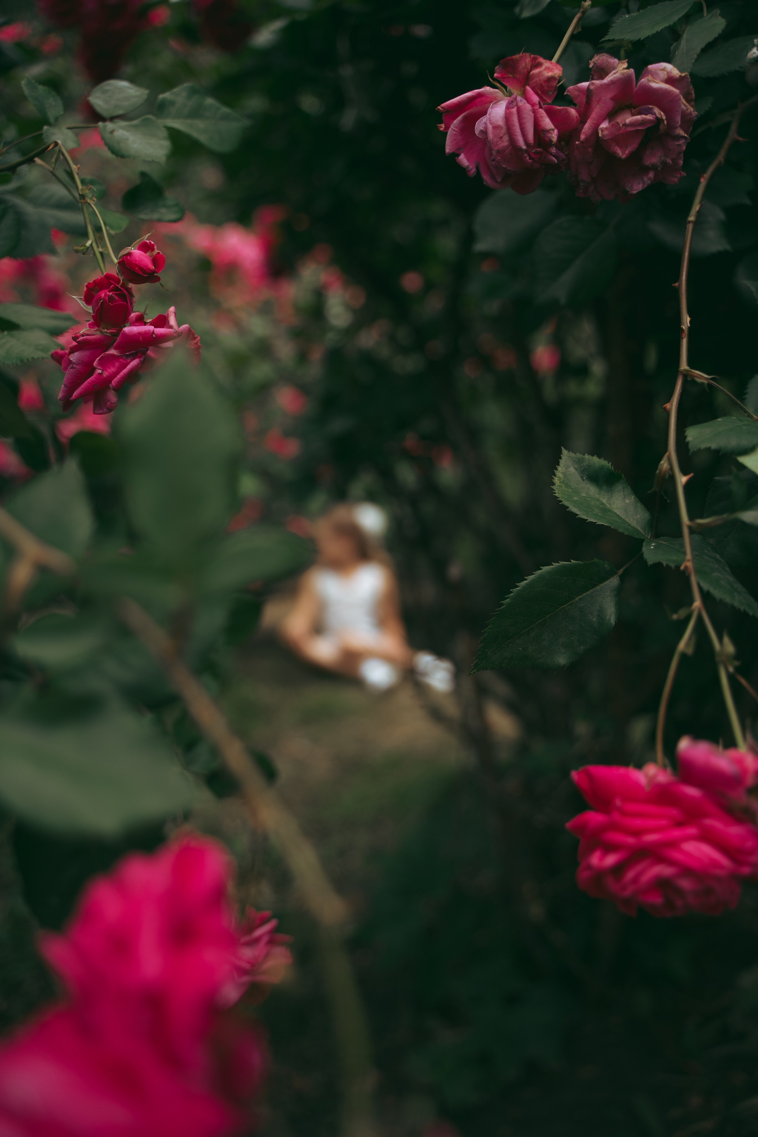 Розы. Фотограф Мария Зайчик