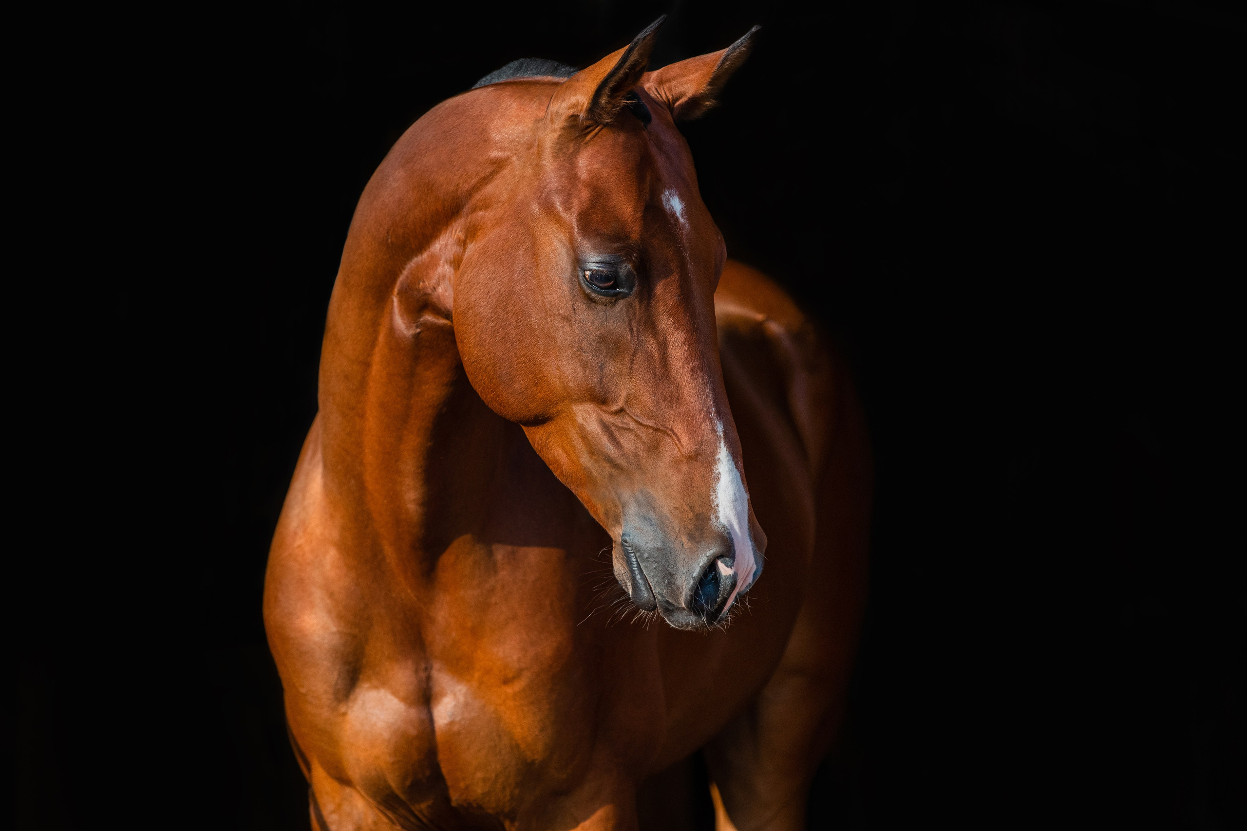 На черном фоне. Фотограф-анималист Ксендзова Кристина