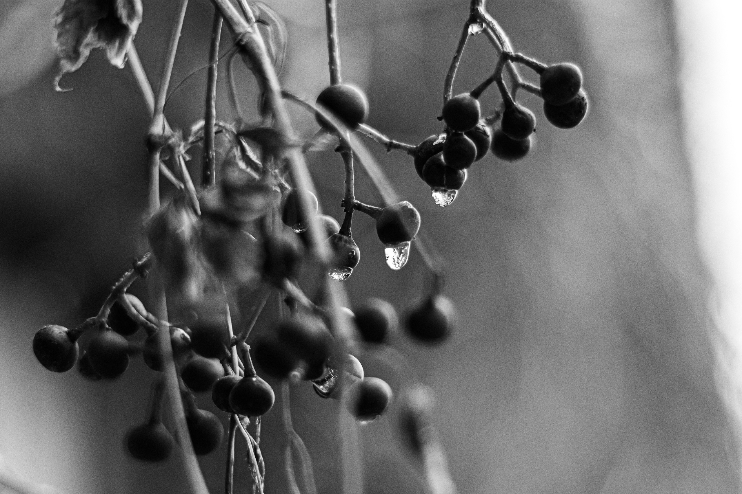 十一月的花园 – 秋日氛围与金色光影摄影