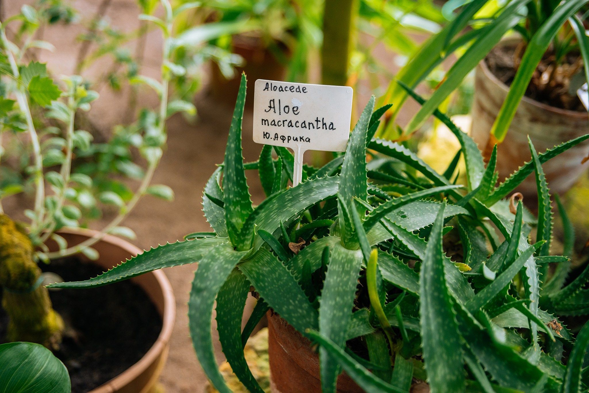 Ботанический сад. Субтропический маршрут. Март 26. Репортажный фотограф в Санкт-Петербурге Анастасия Клёпова