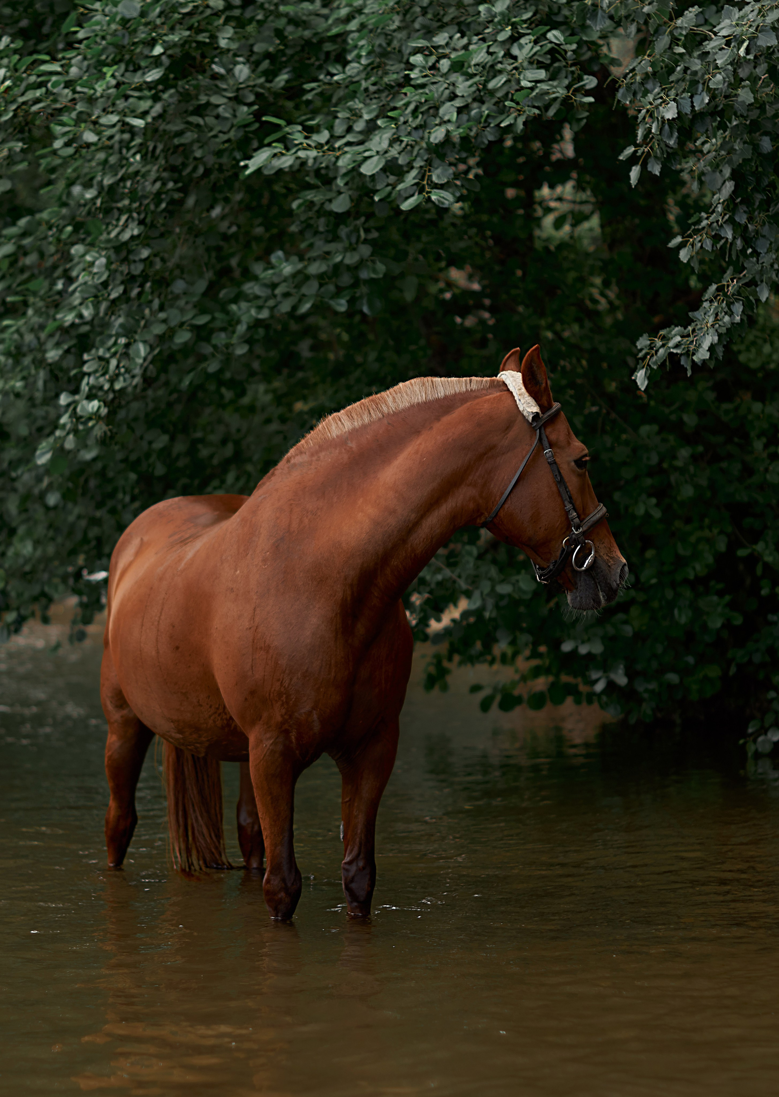 Касандра. Фотограф в Севастополе