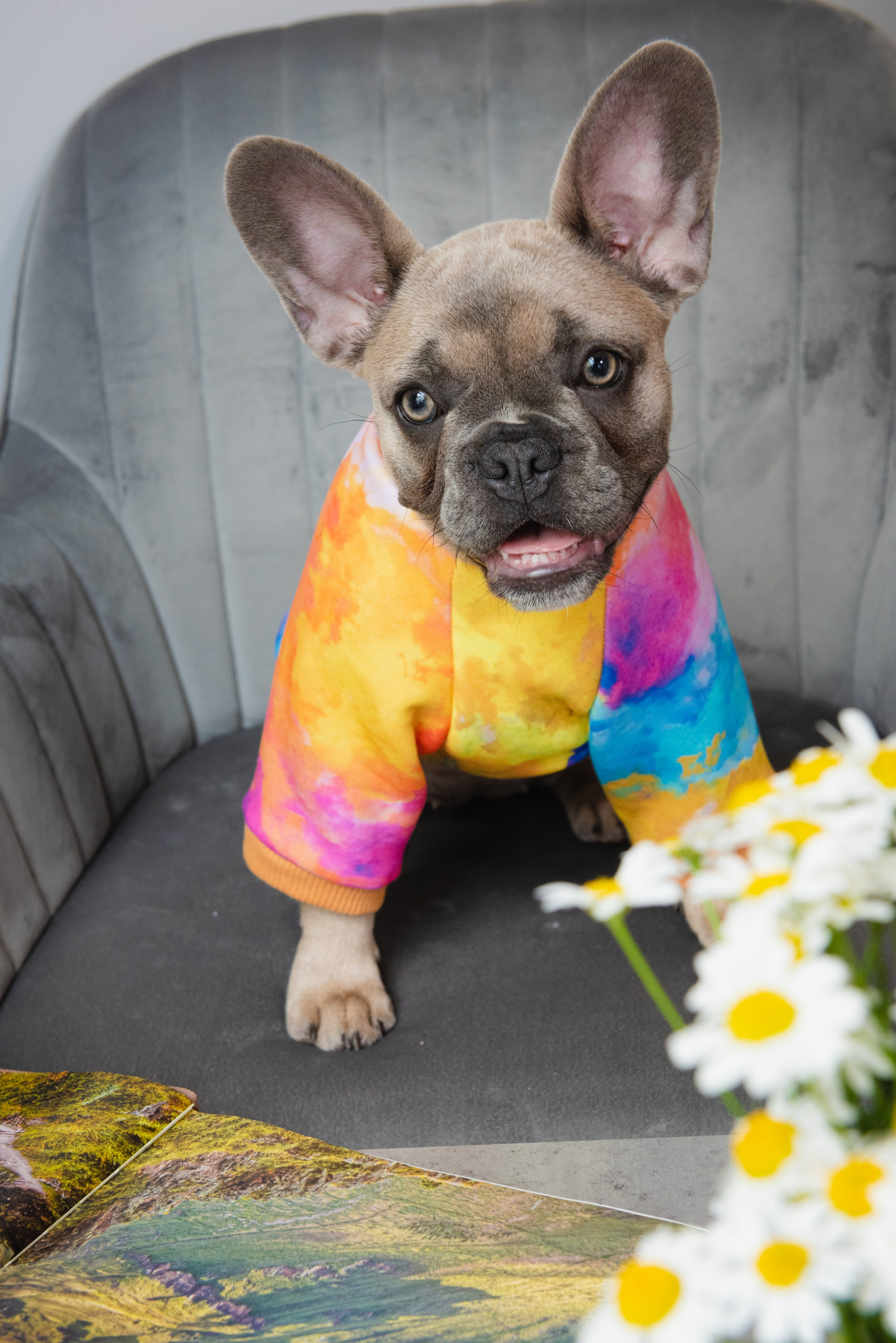 Pets. Фотограф в Москве Daria Lens