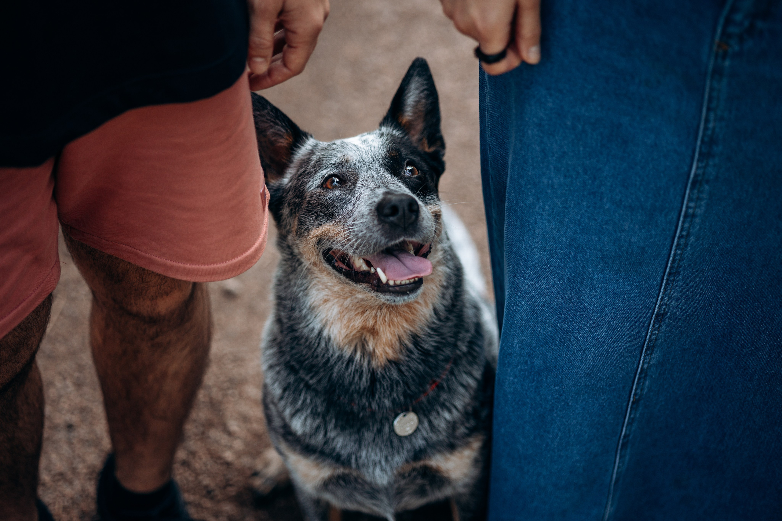 Кода и ее семья. Фотограф — Анималист | Санкт-Петербург