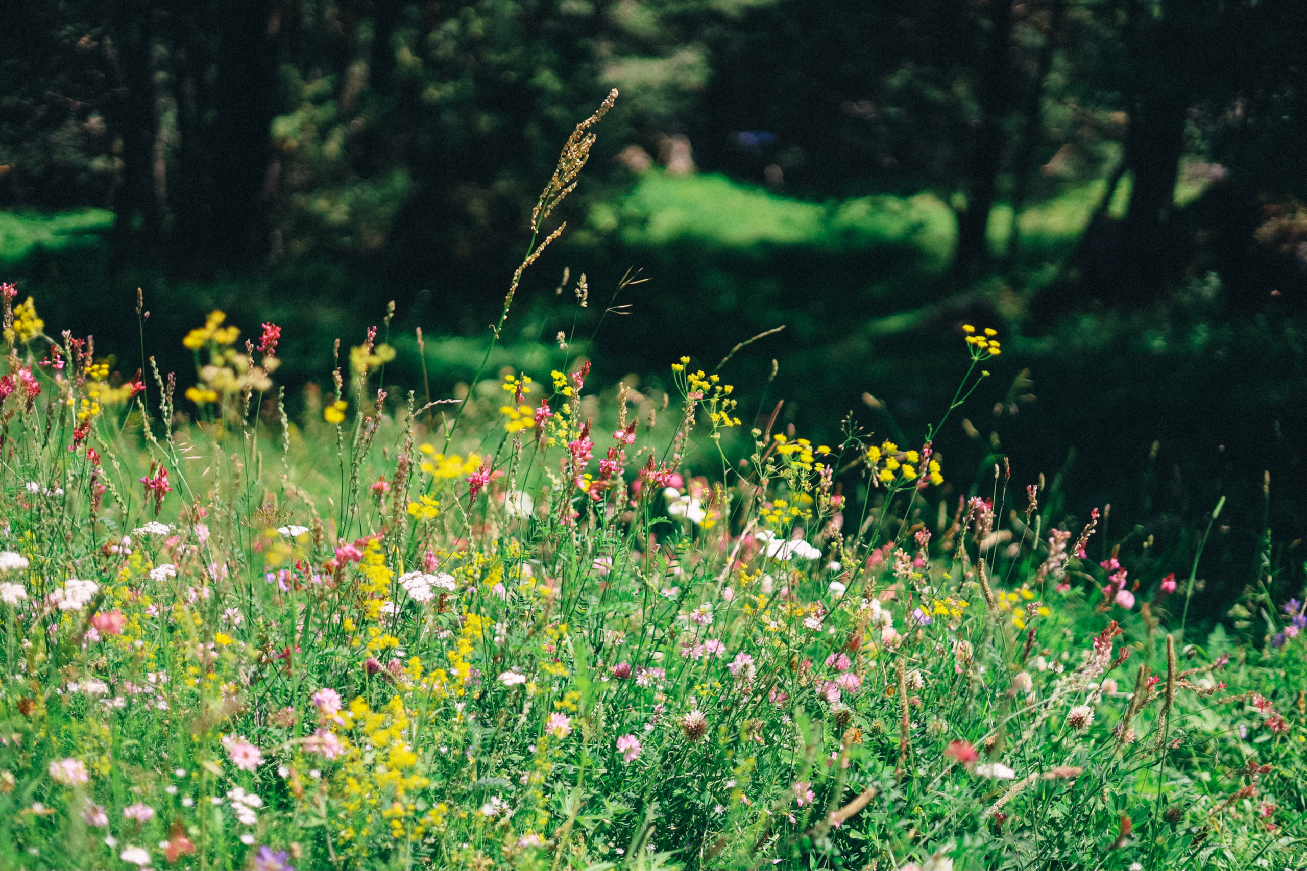 Приэльбрусье 22 — 23 июля 2023. Фотограф katya_vkadre Таганрог
