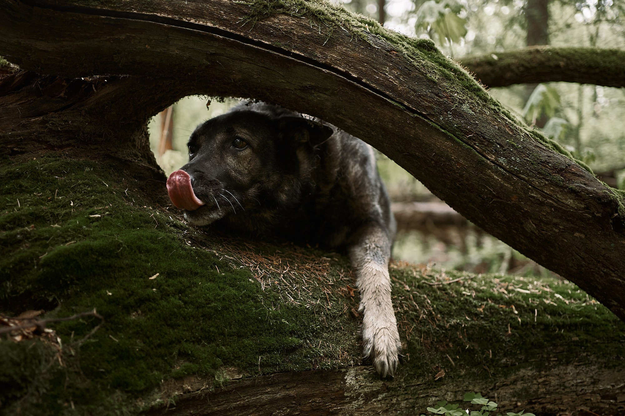 Дима, Рыжий и Воля. Фотограф анималист Москва Дарья