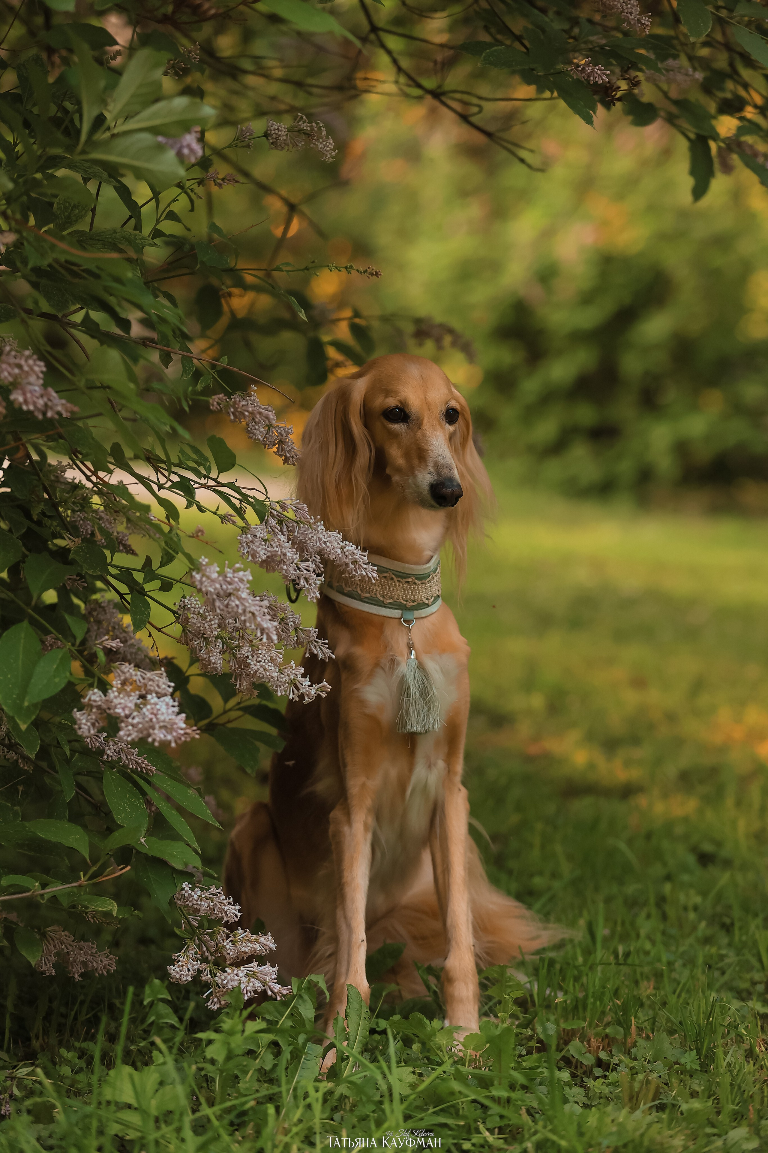 Салюки, фотография салюки, собака в цветах, красивая собака, фотограф анималист, фотокурс Анималистика, научиться фотографировать собак