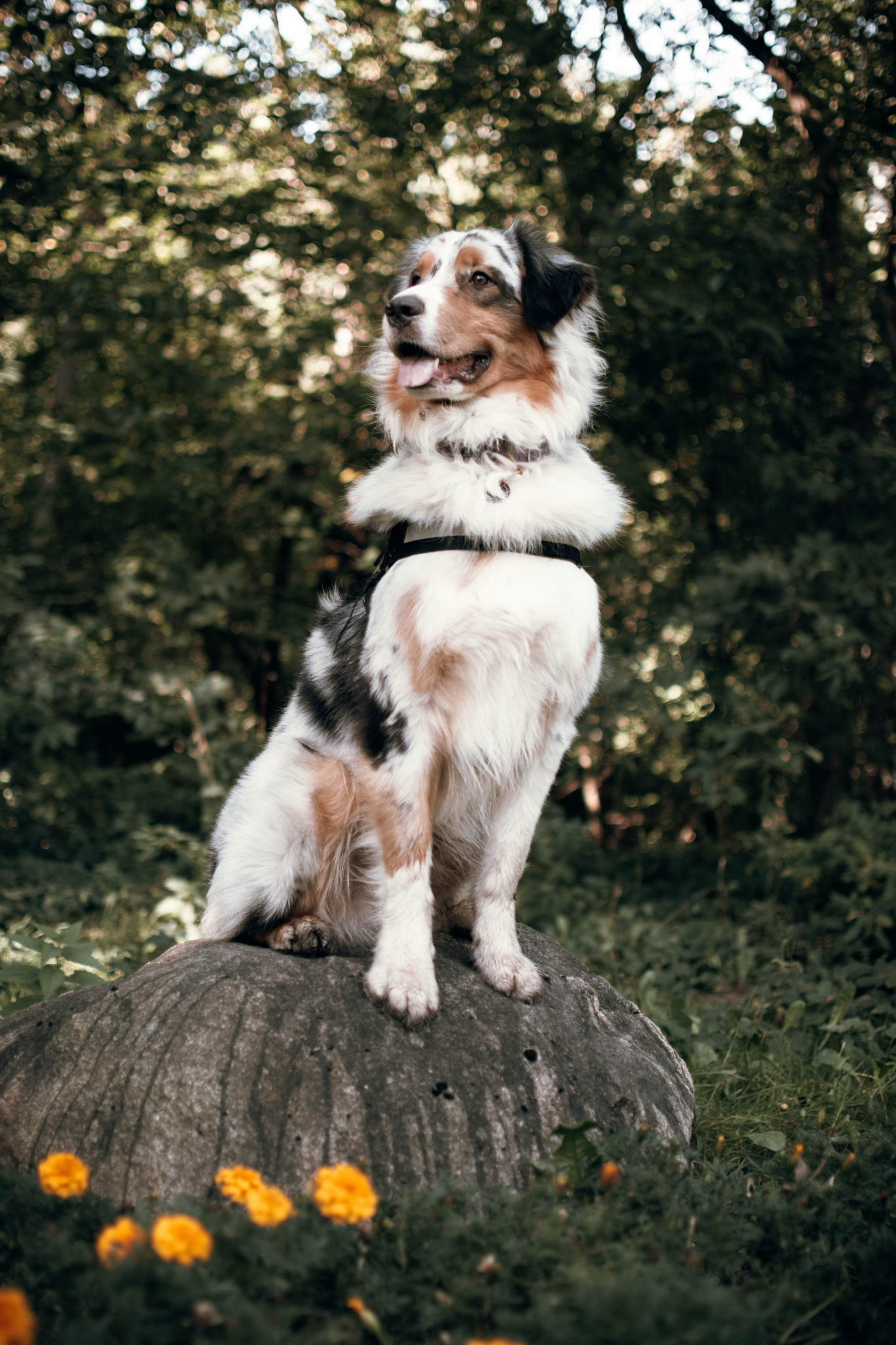 Фотография животных. Sevenksfm ph