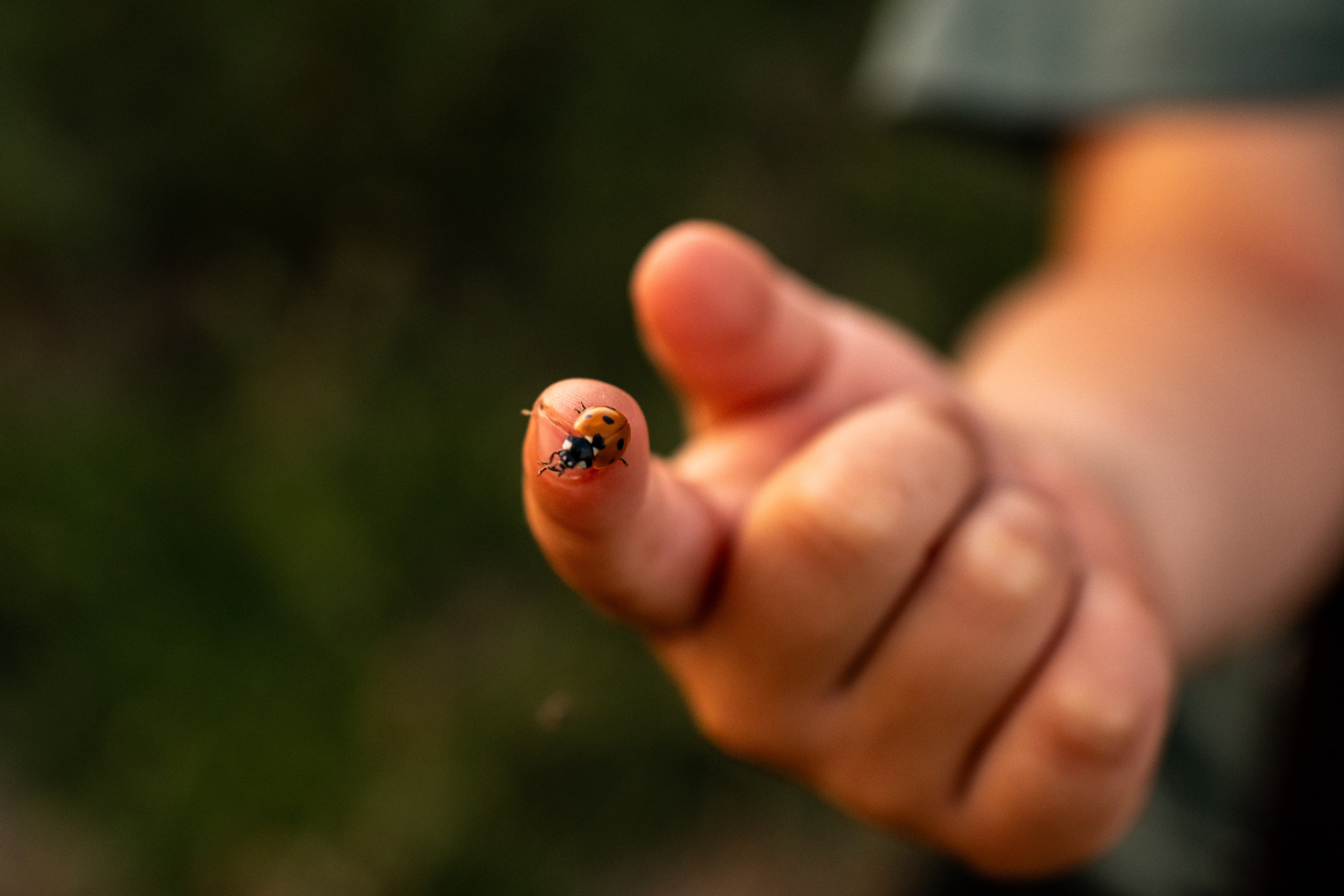 С воздушным змеем. Фотограф в Москве/Зарайске Шахова Марина