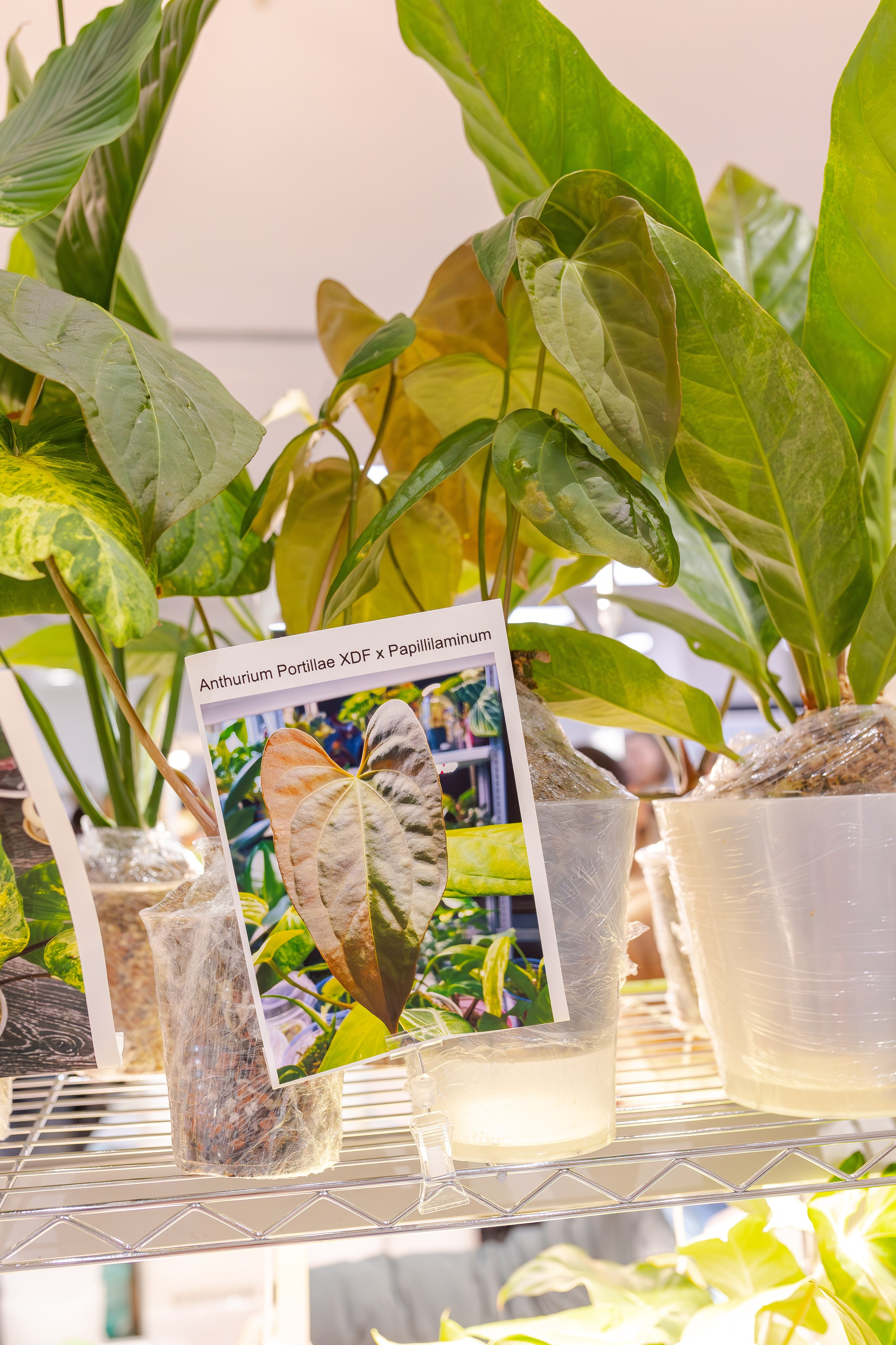 Монстериум апрель 2026. Александра Куликова фотограф, Москва