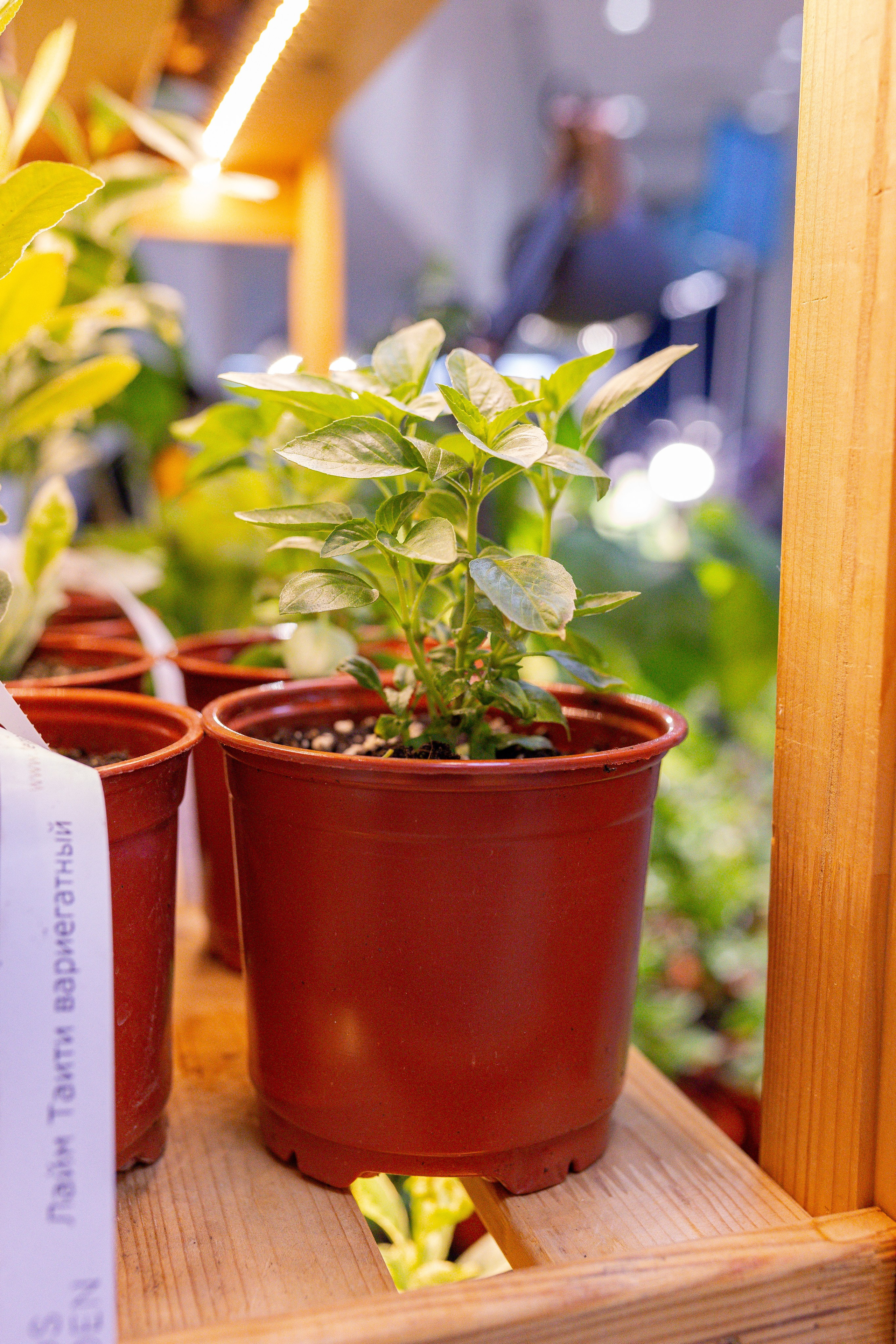 Орхидиум 12.2025. Александра Куликова фотограф, Москва