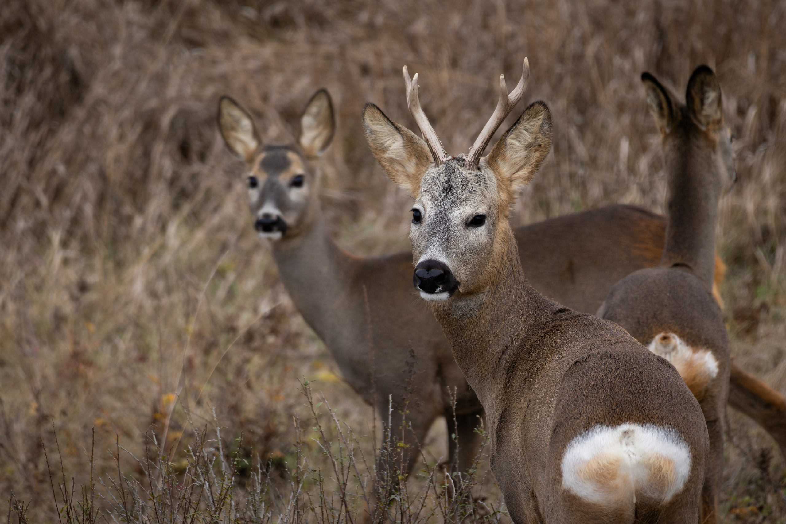 Lipetsk 2024. Anton Chernov | Wildlife photographer