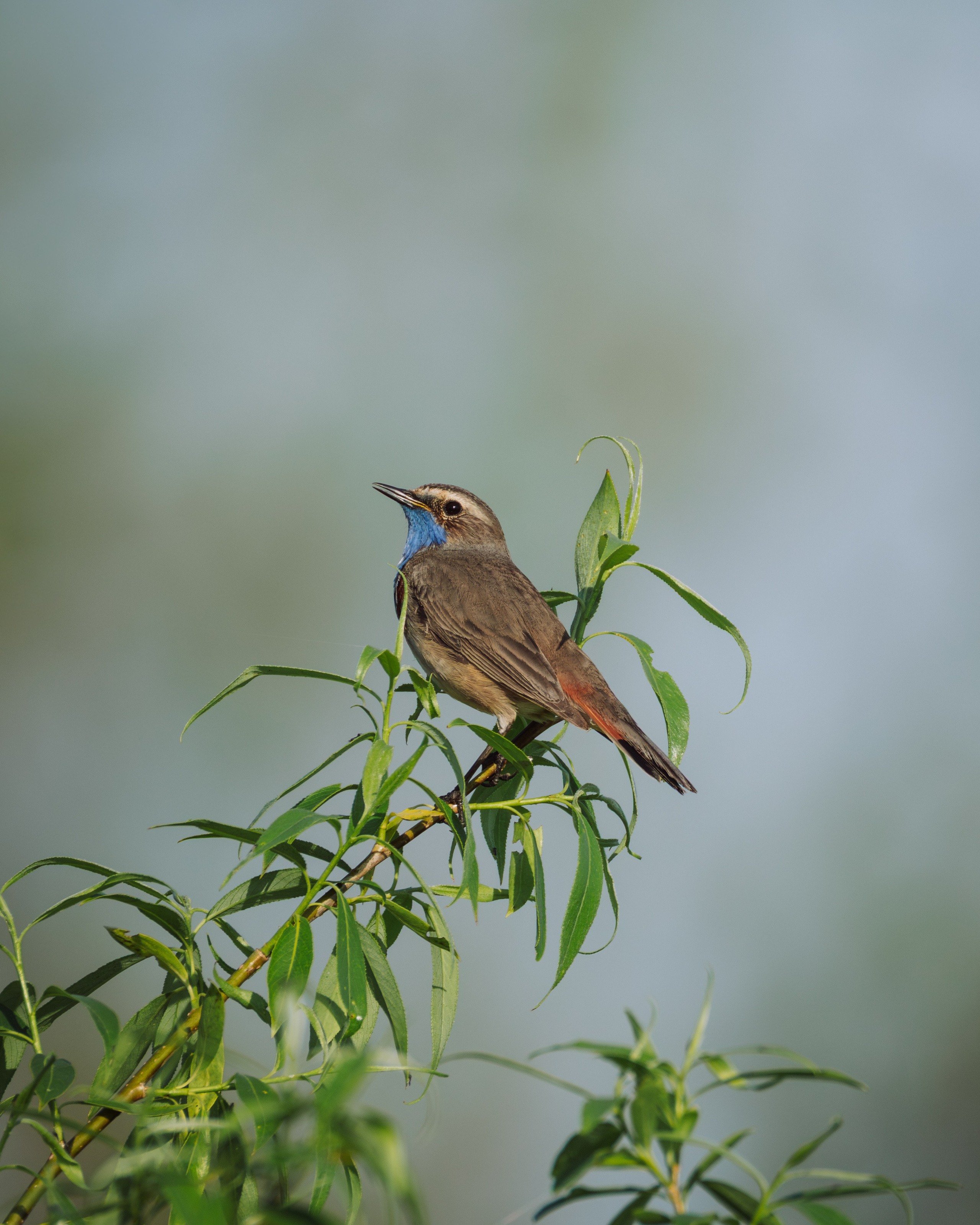 Voronezh 2026. Anton Chernov | Wildlife photographer