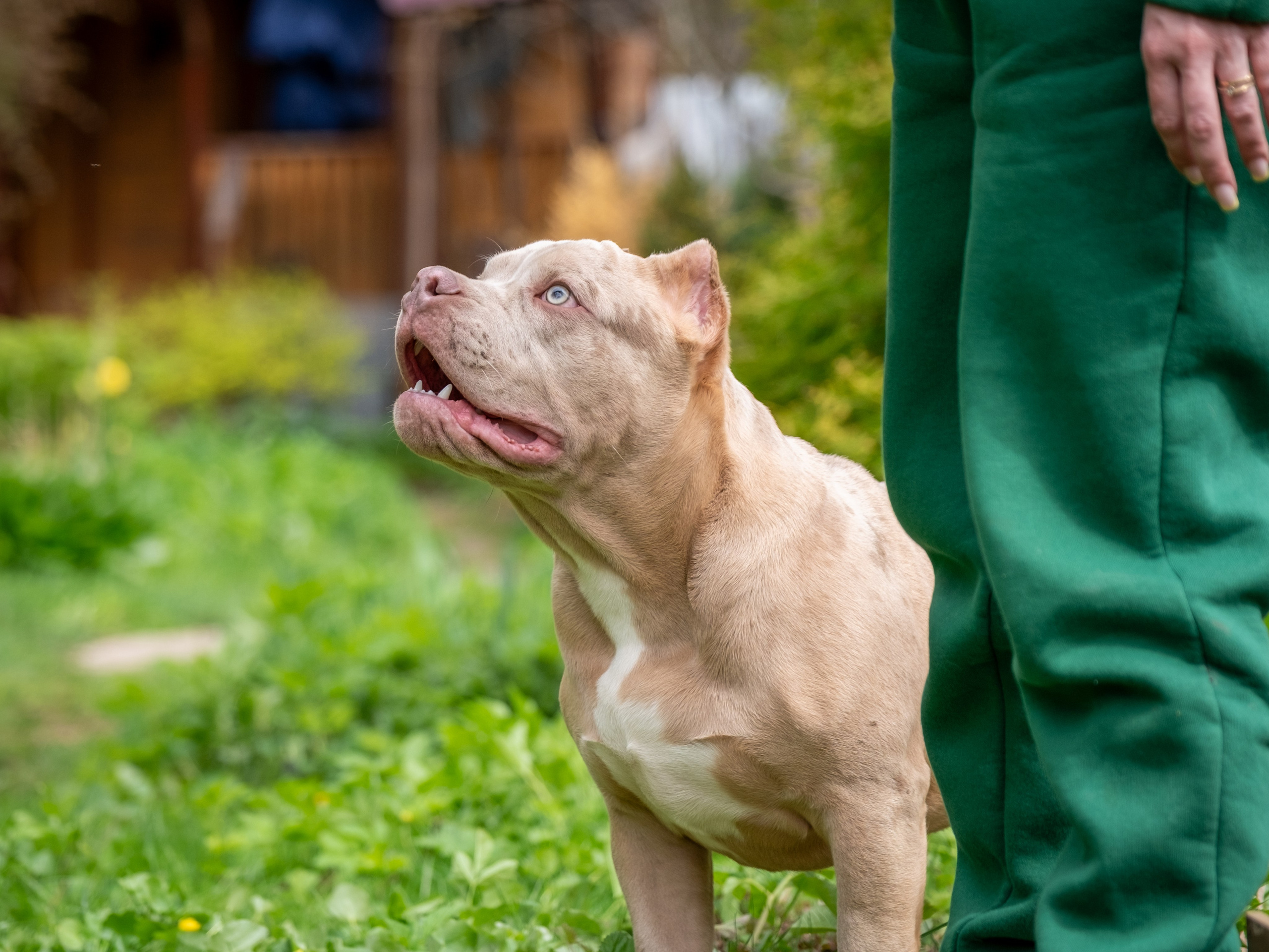 Американские булки для Ирины). Зоофотограф, фотограф животных в Москве и области Дина Дамоцева