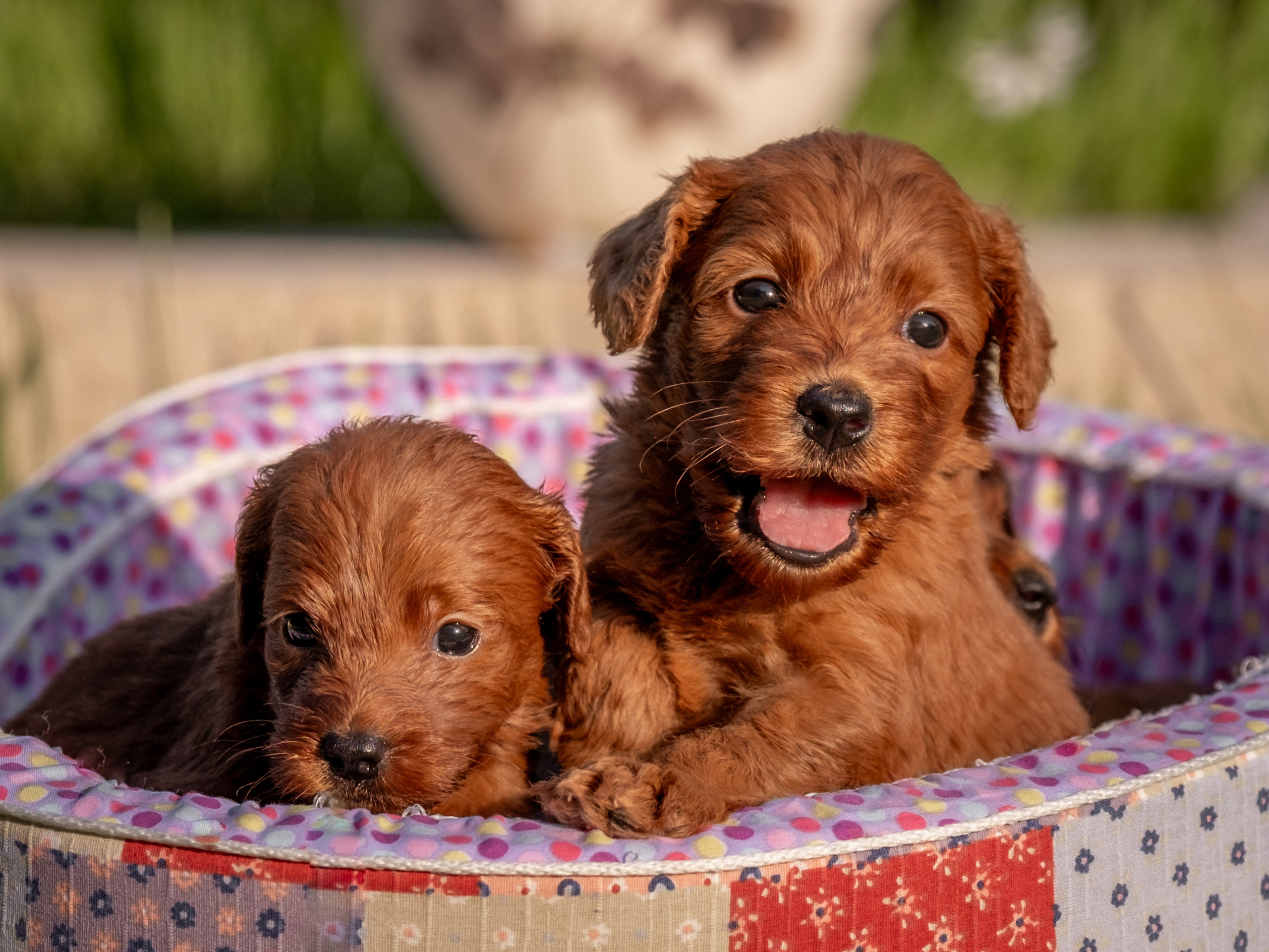 Неповторимые лабрадудли для Елены). Зоофотограф, фотограф животных в Москве и области Дина Дамоцева