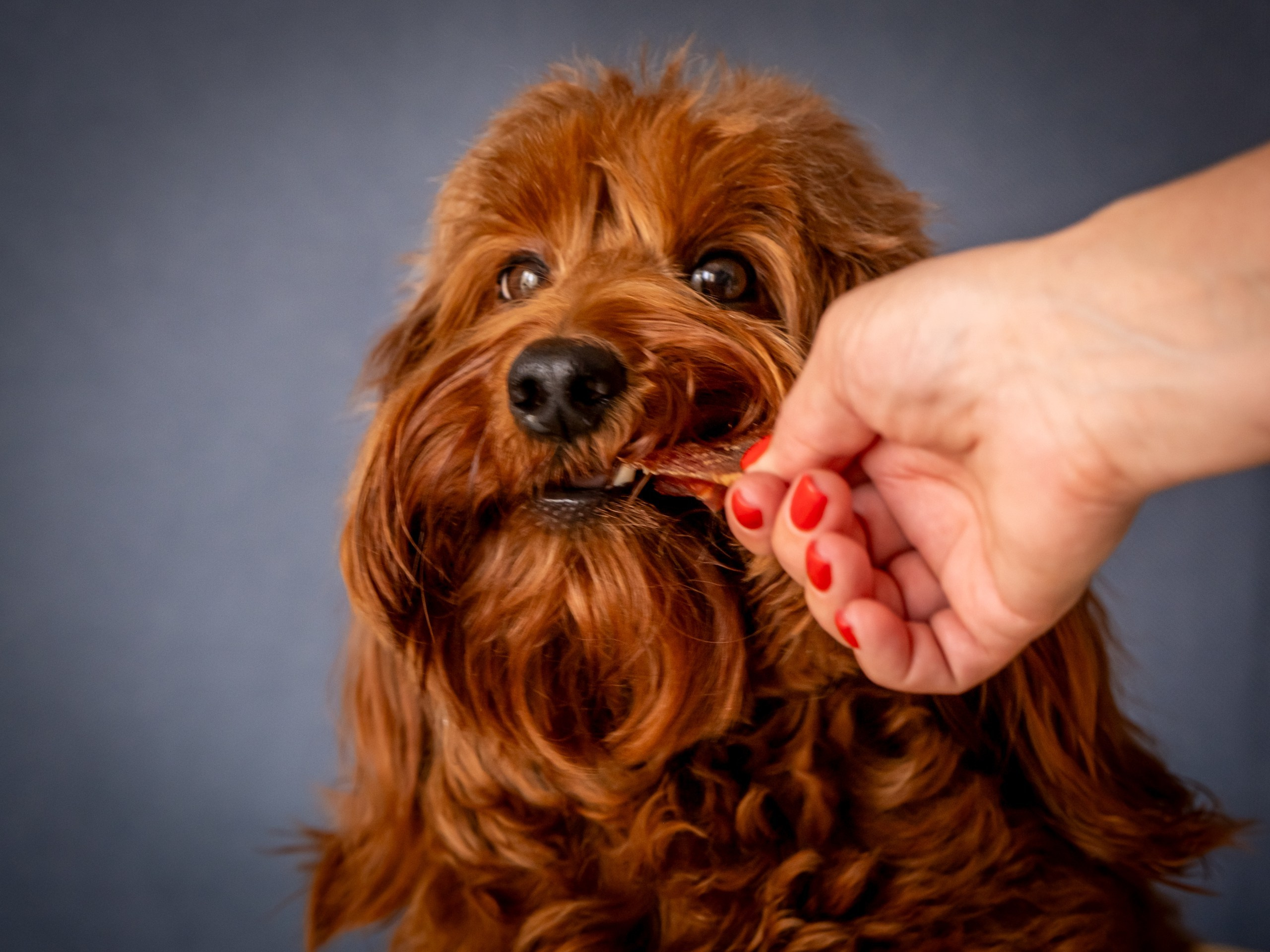 Съёмка для рекламы лакомства для собак (для Марии)!. Зоофотограф, фотограф животных в Москве и области Дина Дамоцева