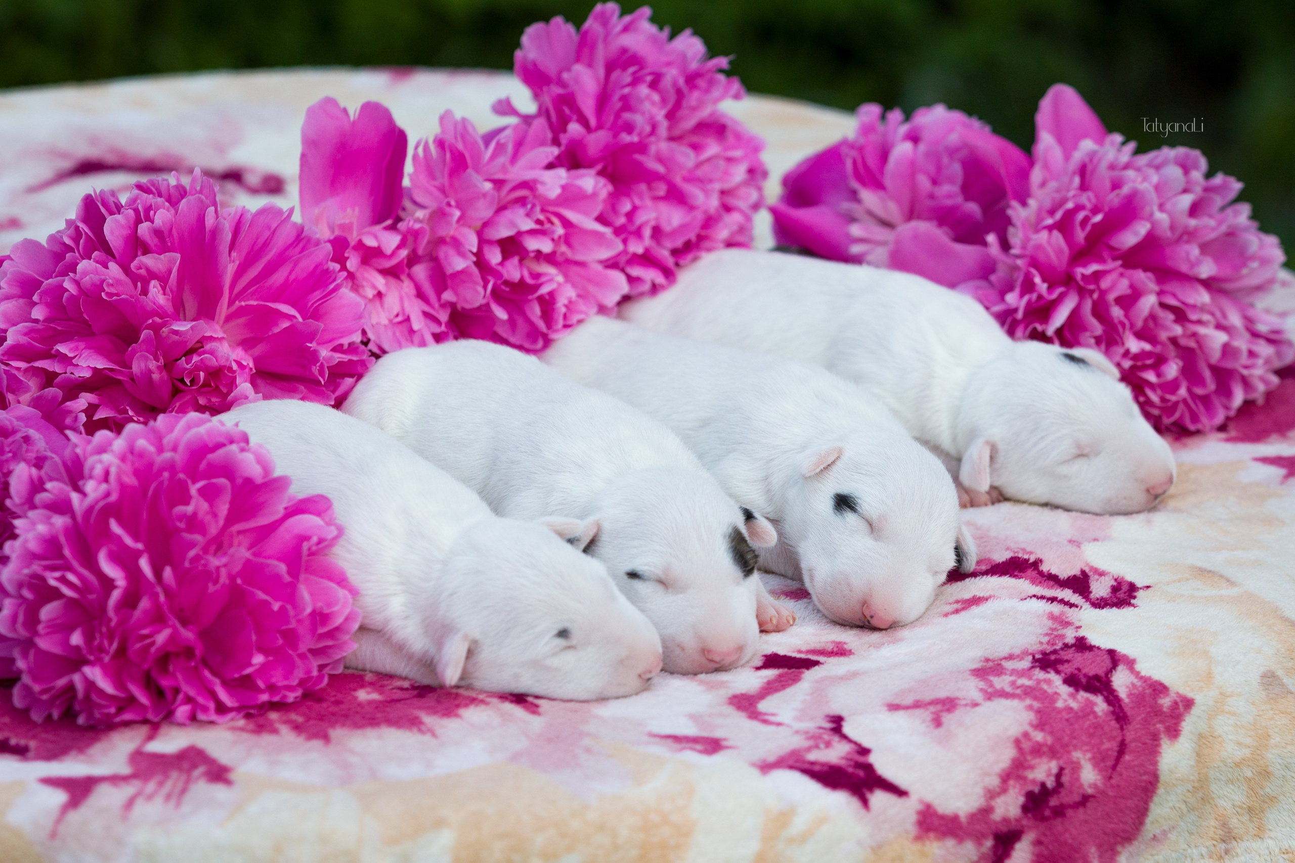 Стандартный бультерьер. Фотограф — анималист Татьяна Ли