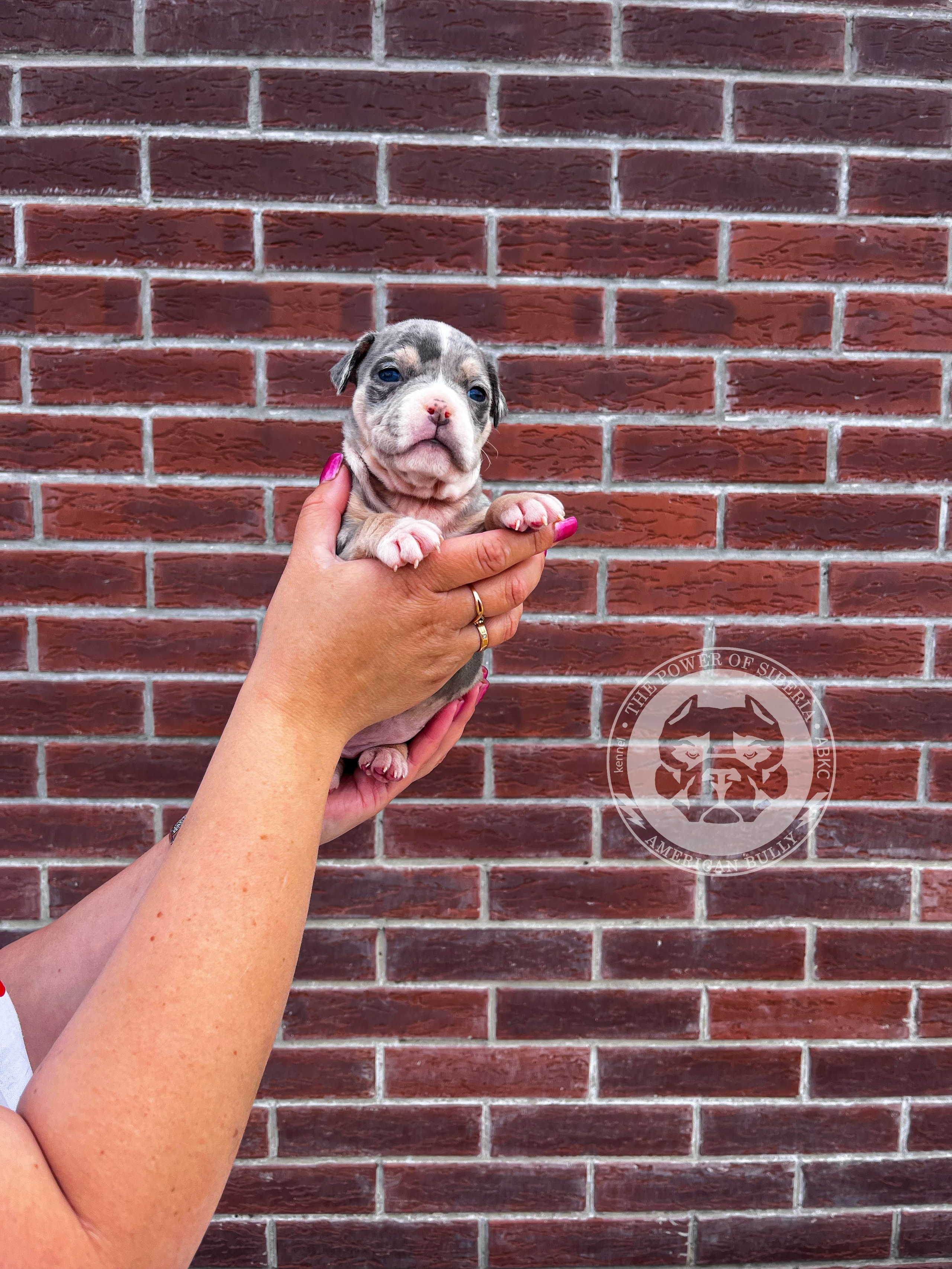 Помет Каспер и Тагира. 21.04.25. Американский Булли в г. Ростов-на-Дону. Питомник THE POWER OF SIBERIA