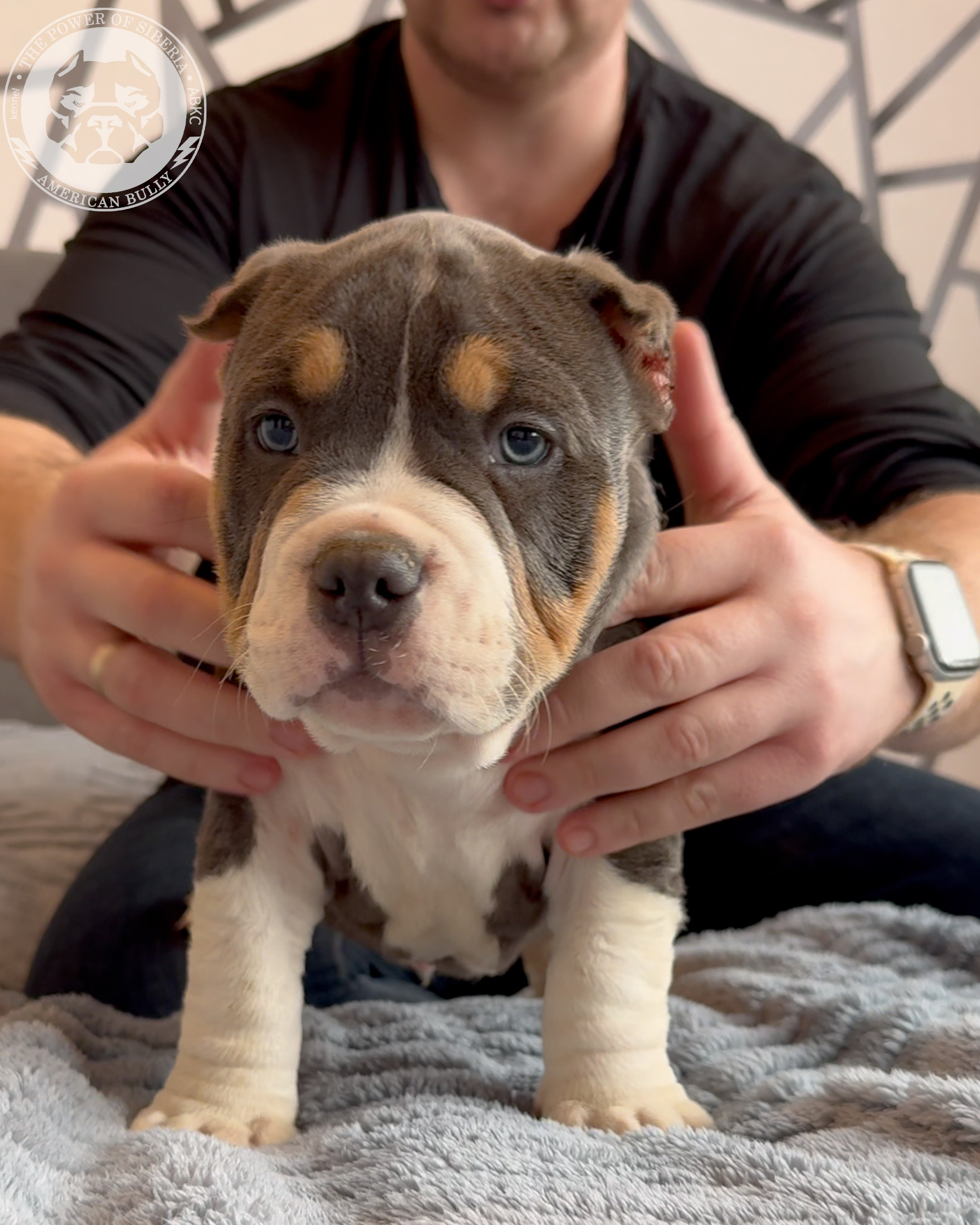 20.01.26-Рокси-Арчи. Американский Булли в г. Ростов-на-Дону. Питомник THE POWER OF SIBERIA