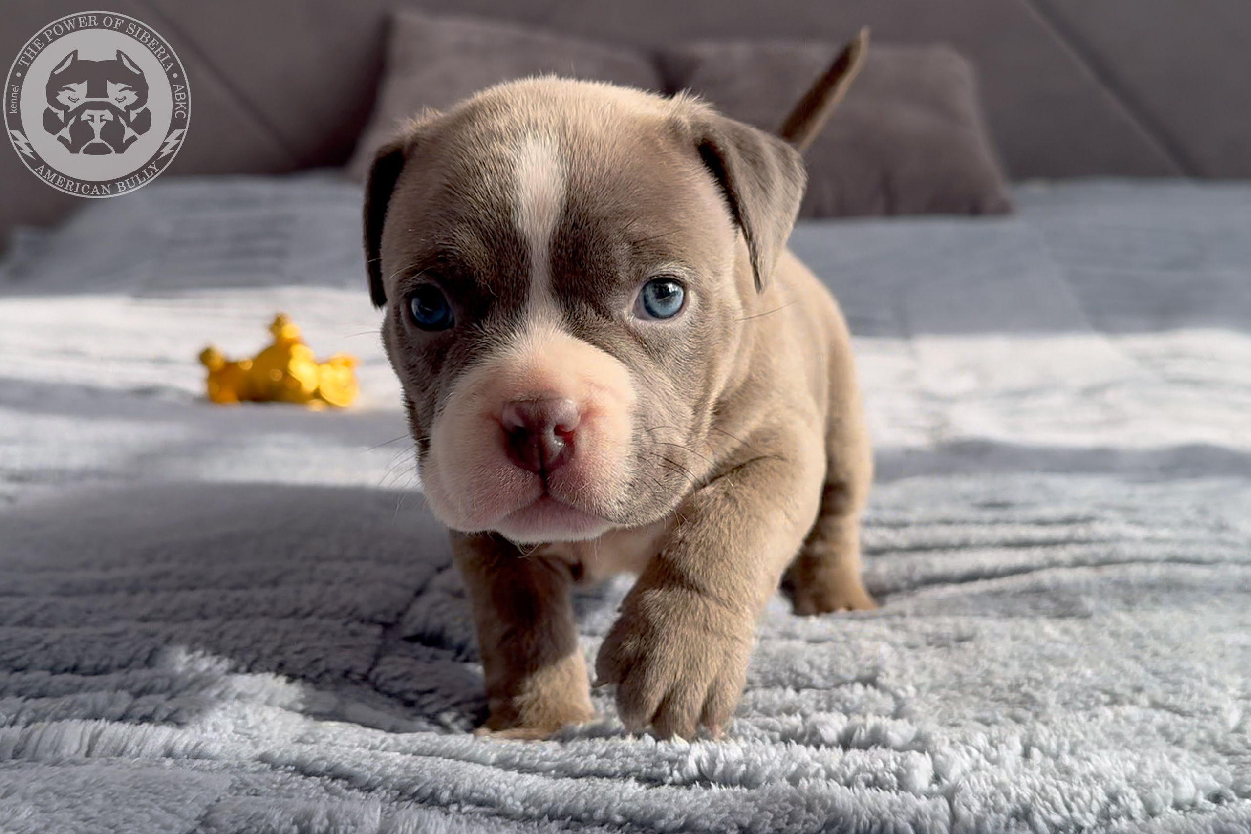 Свободные щенки Американский Булли стандарт и Свободные щенки Американский Булли классик. Американский Булли в г. Ростов-на-Дону. Питомник THE POWER OF SIBERIA