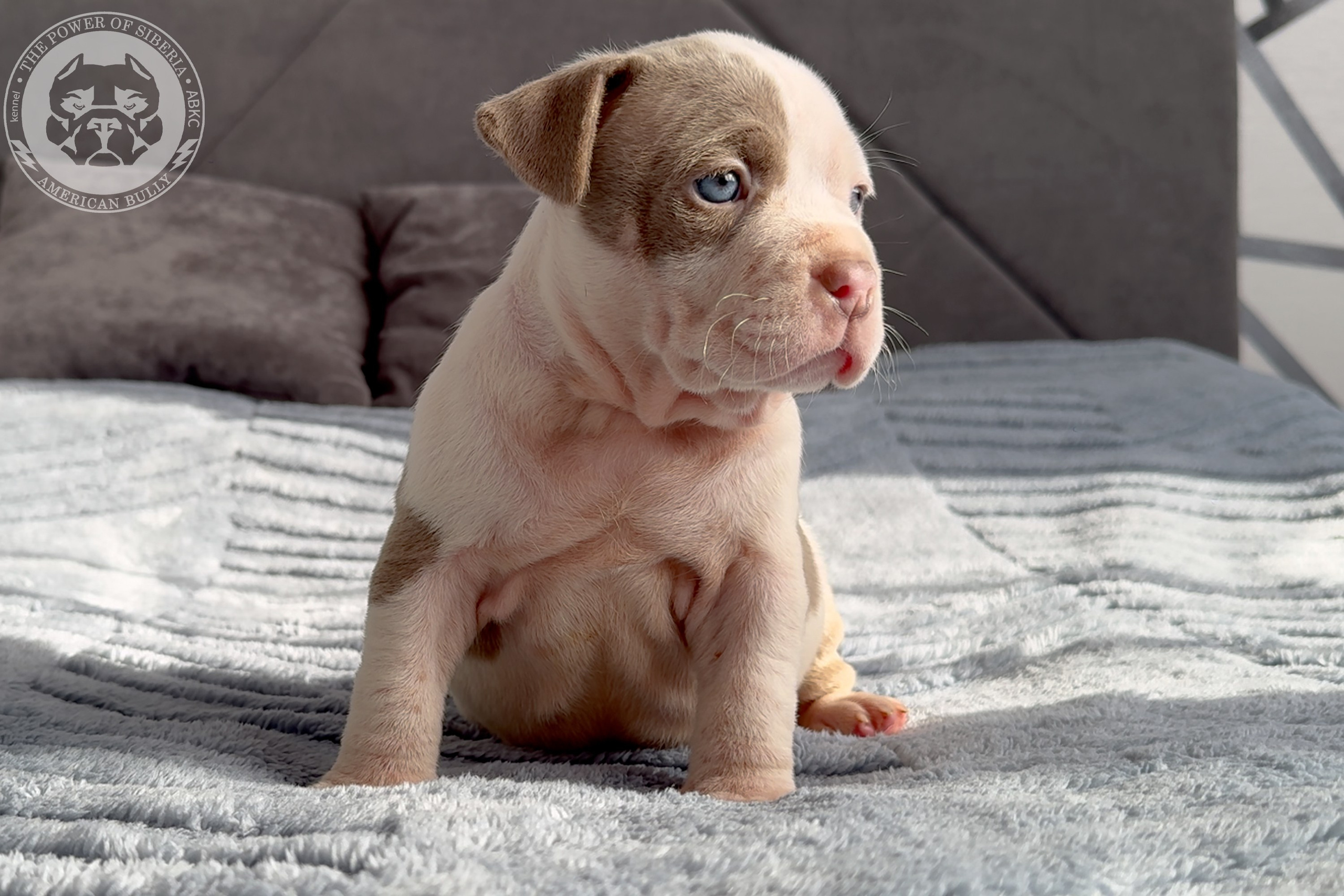 Свободные щенки Американский Булли стандарт и Свободные щенки Американский Булли классик. Американский Булли в г. Ростов-на-Дону. Питомник THE POWER OF SIBERIA