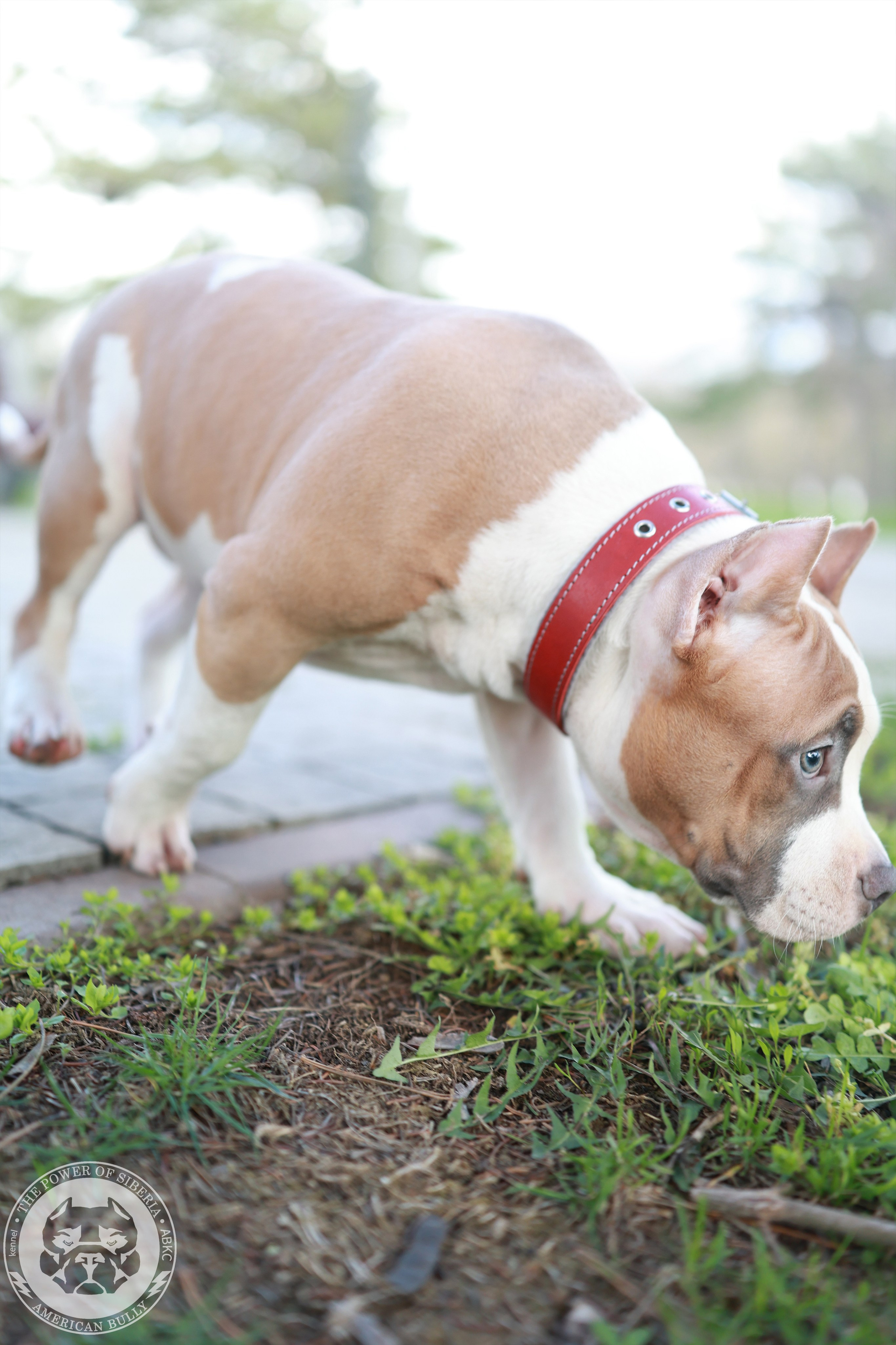 13.12.25-Мия-Турук. Американский Булли в г. Ростов-на-Дону. Питомник THE POWER OF SIBERIA