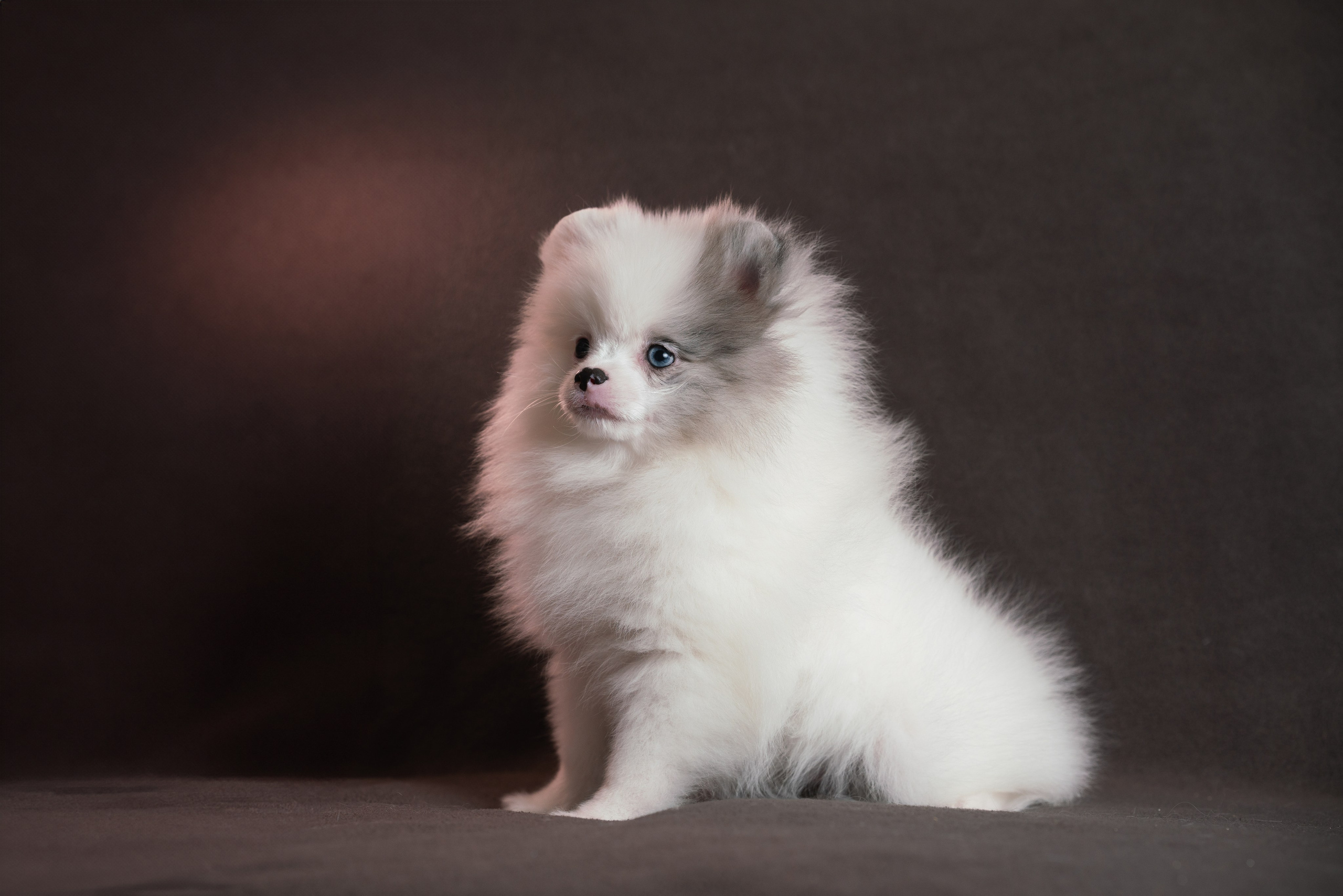 Шпицы. Фотограф анималист Осипчикова Мария