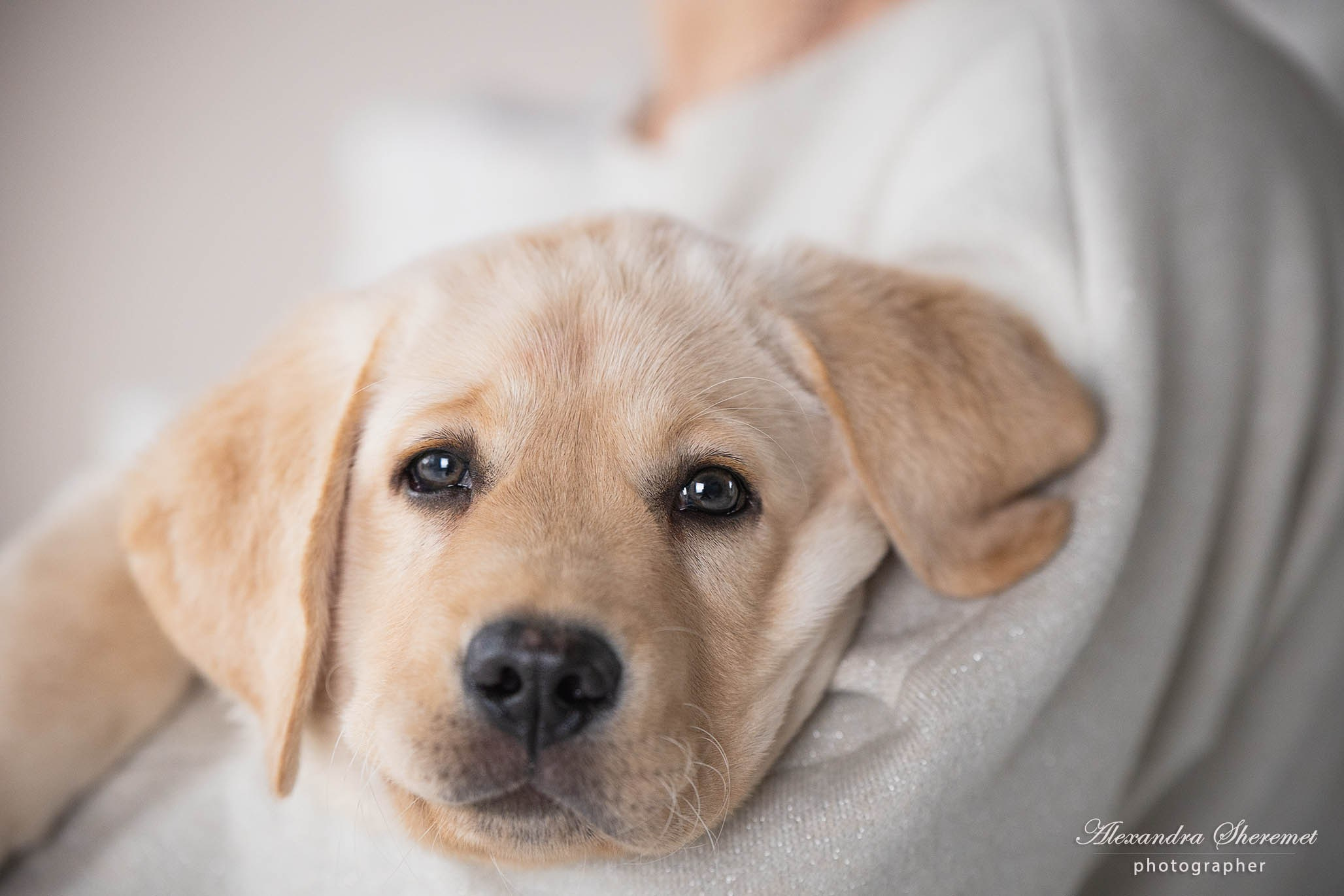 Оксана & лабрадор. Фотограф-анималист Александра Шеремет