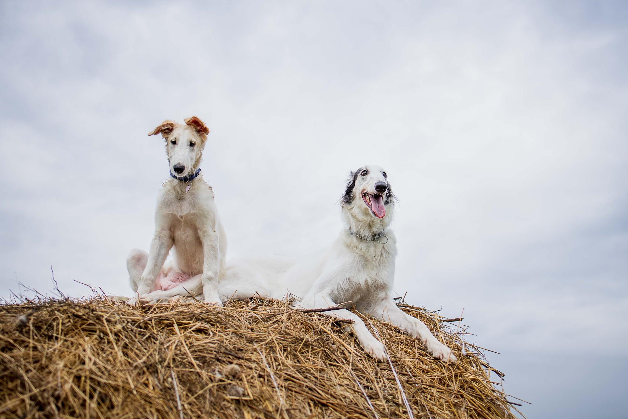 РПБ. Фотограф-анималист Александра Шеремет