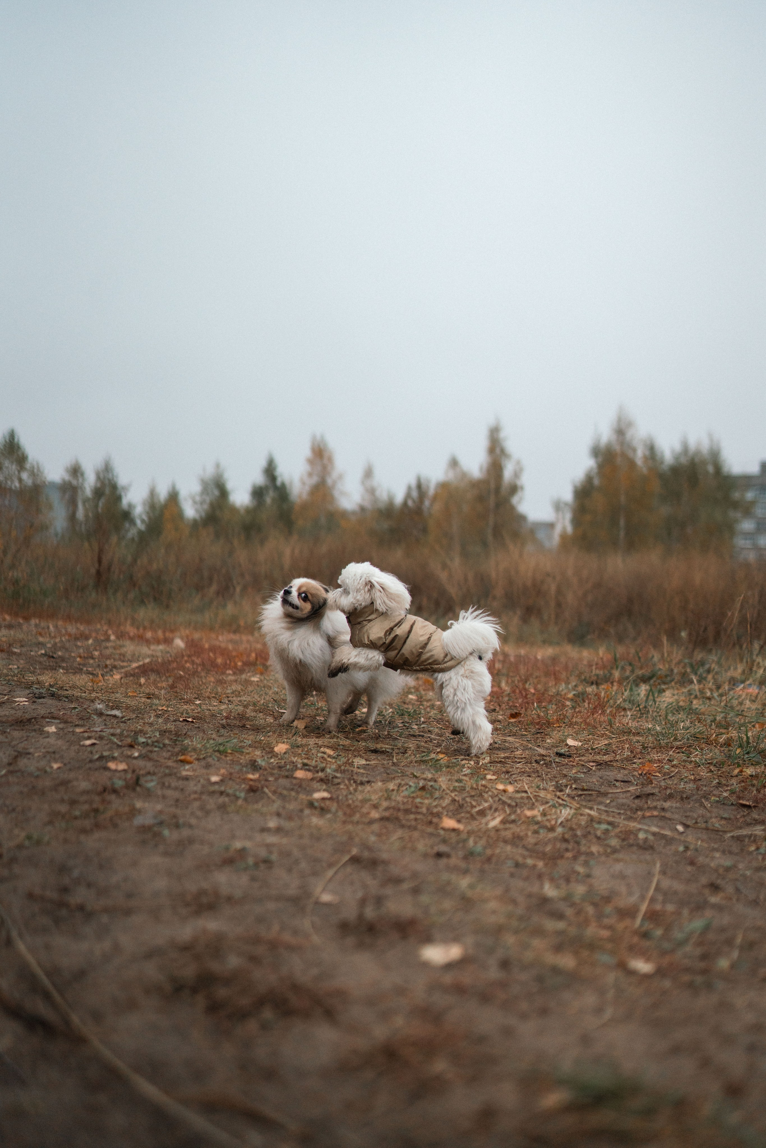 Фотосессия с собаками. Семейный фотограф в Рязани и Москве Victoria_Kros
