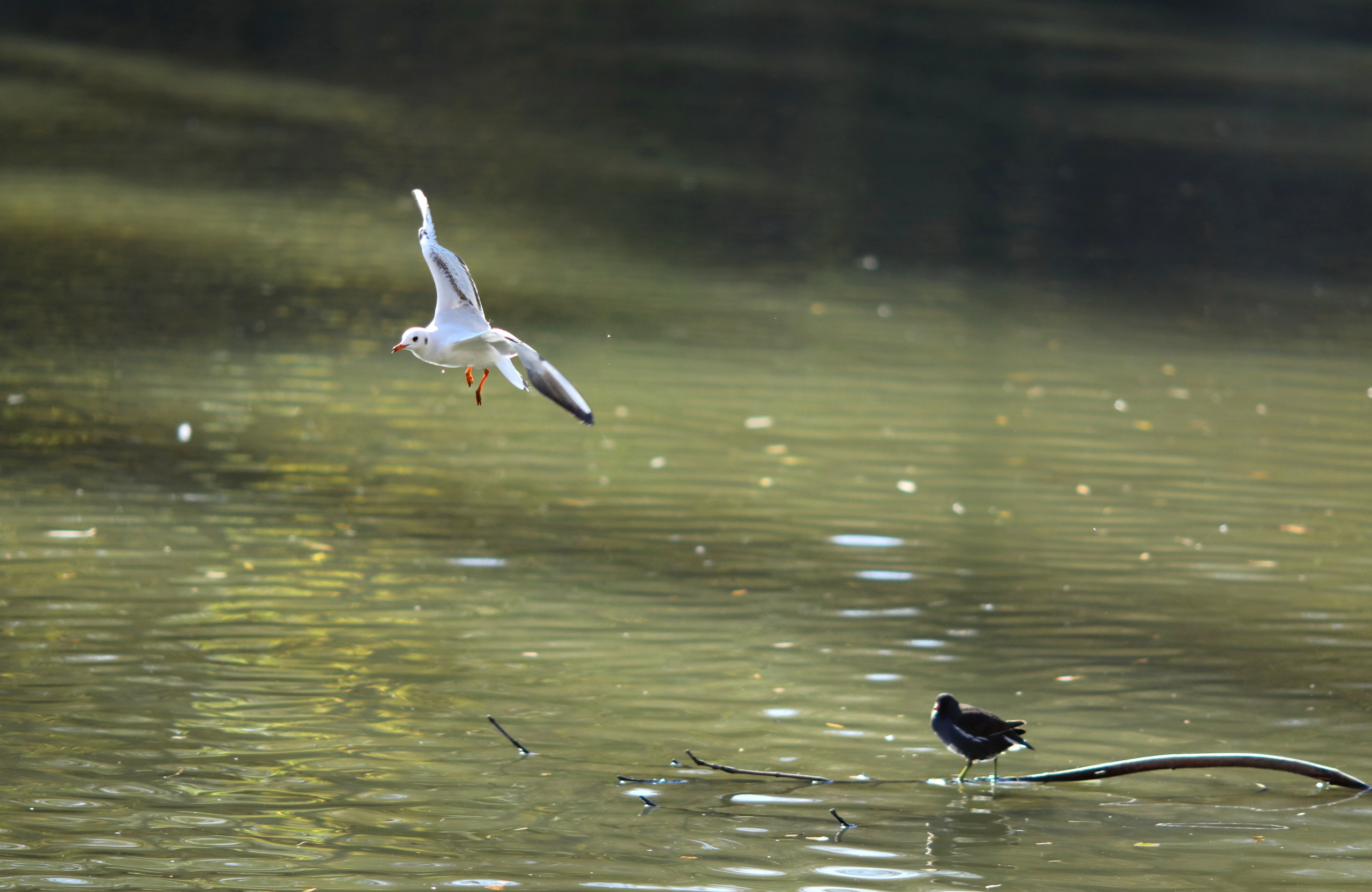 Птицы и животные южного региона. Фото-художник и Репортажный фотограф Николаев Александр Алексеевич