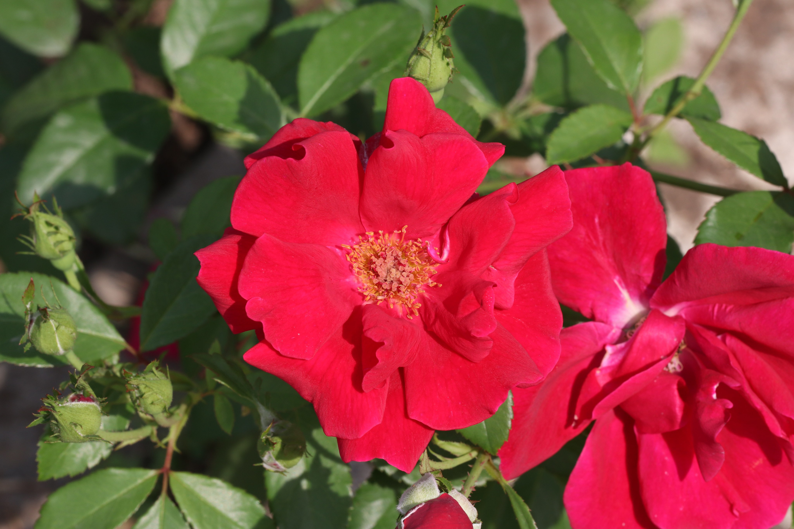 Долина роз в Кисловодске. Фото-художник и Репортажный фотограф Николаев Александр Алексеевич