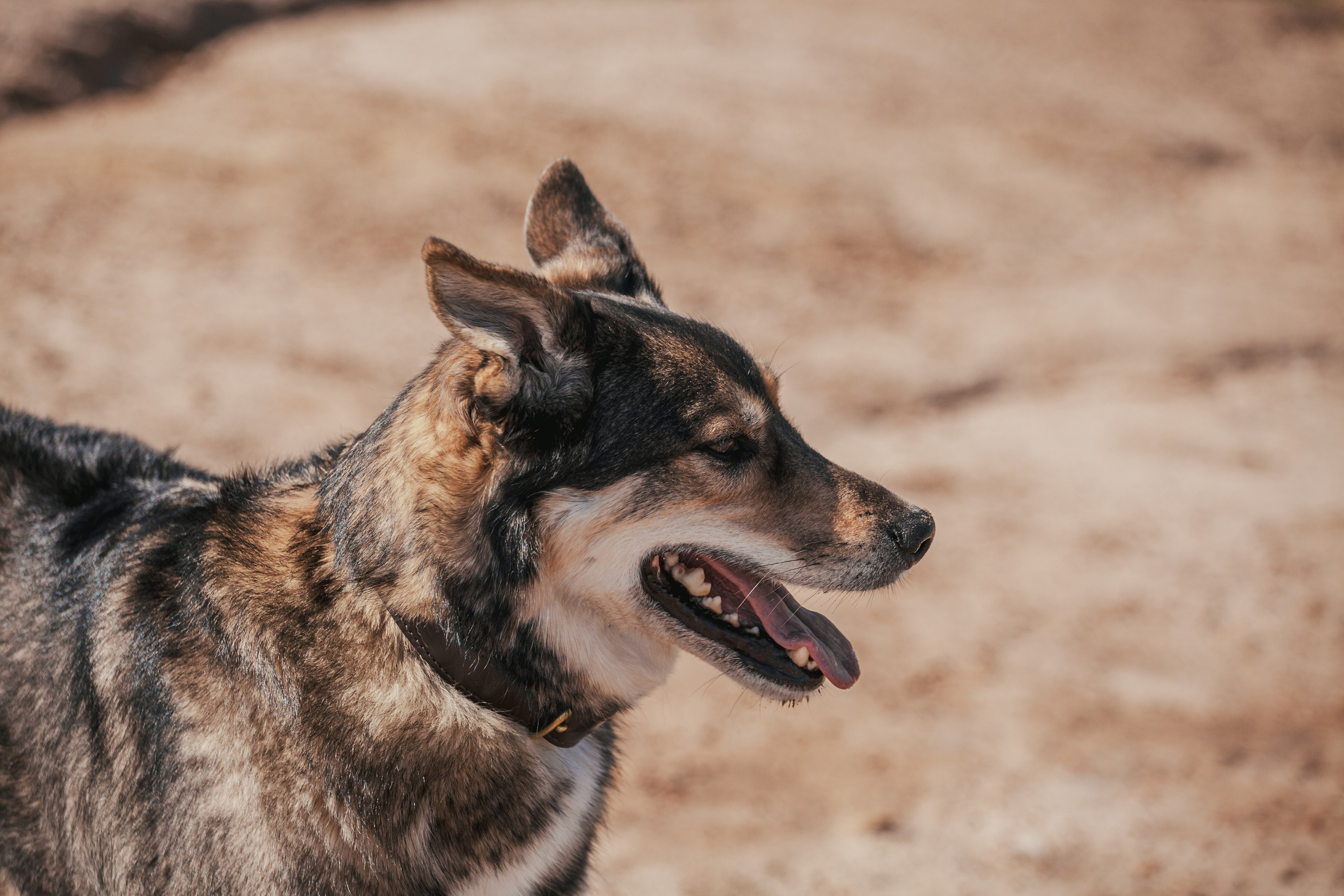 Кондуки. Фотограф-анималист Татьяна Степанова