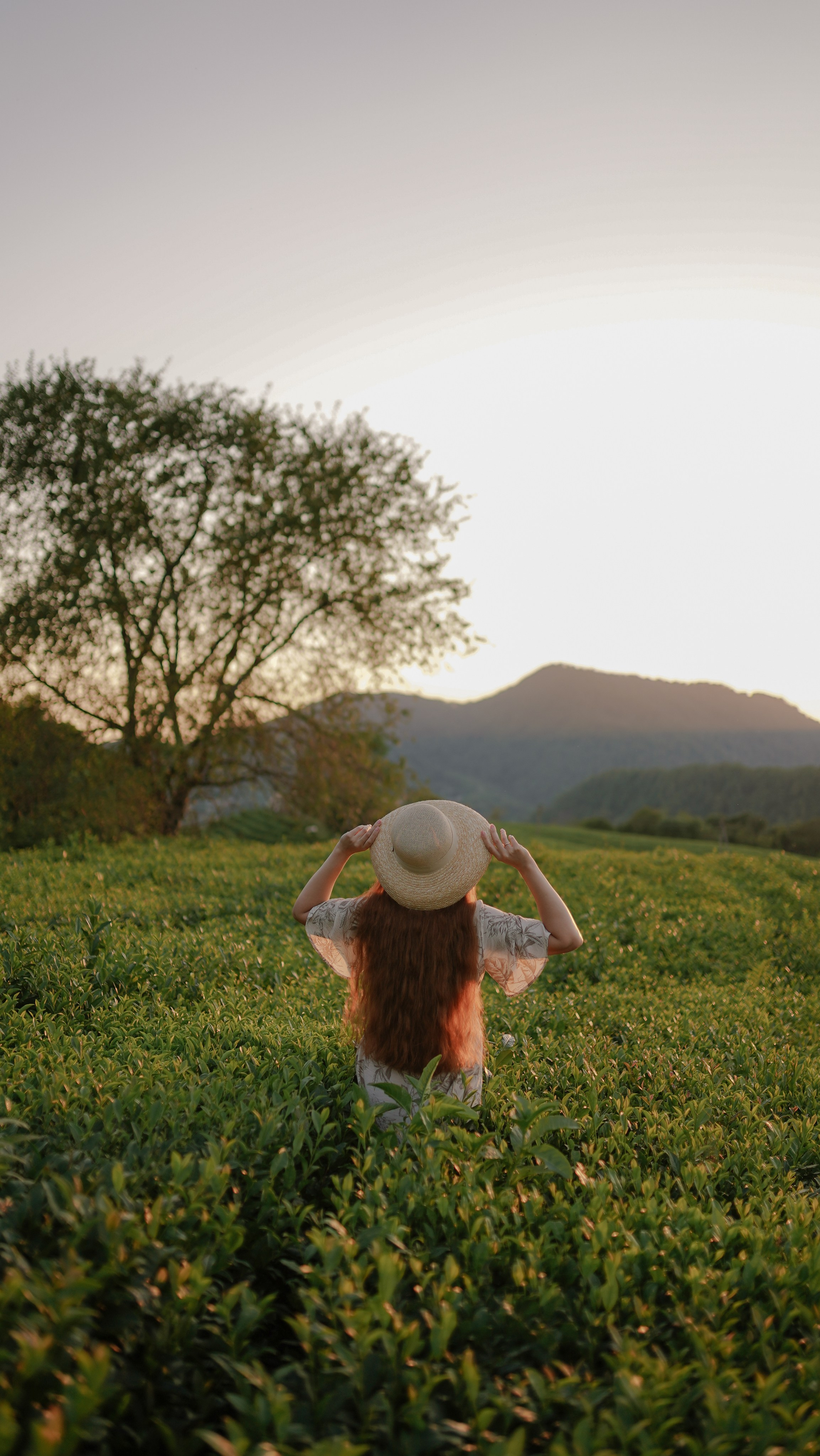 Чайные плантации. Милана Довгаль - семейный фотограф и видеограф  в Адлере и Сочи