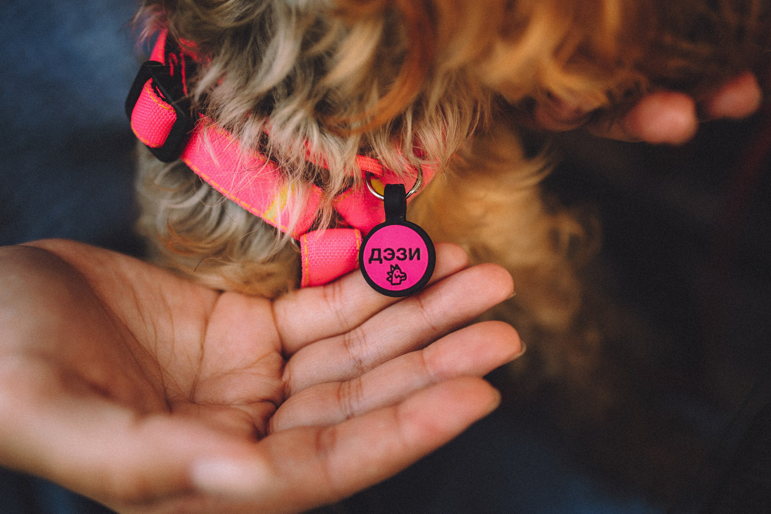 Даша и Дэзи