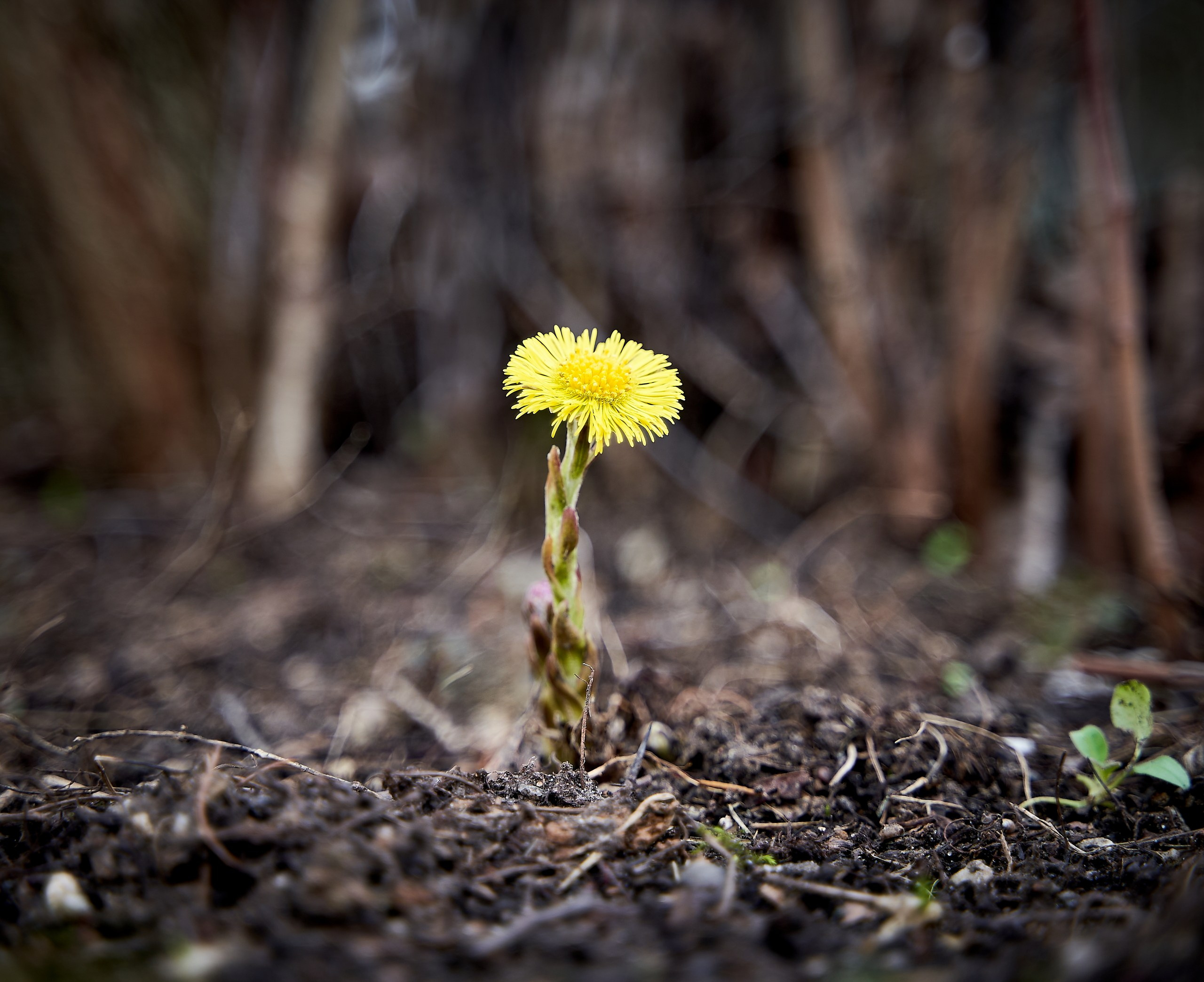 Лютики-цветочки — галерея NATRIEL