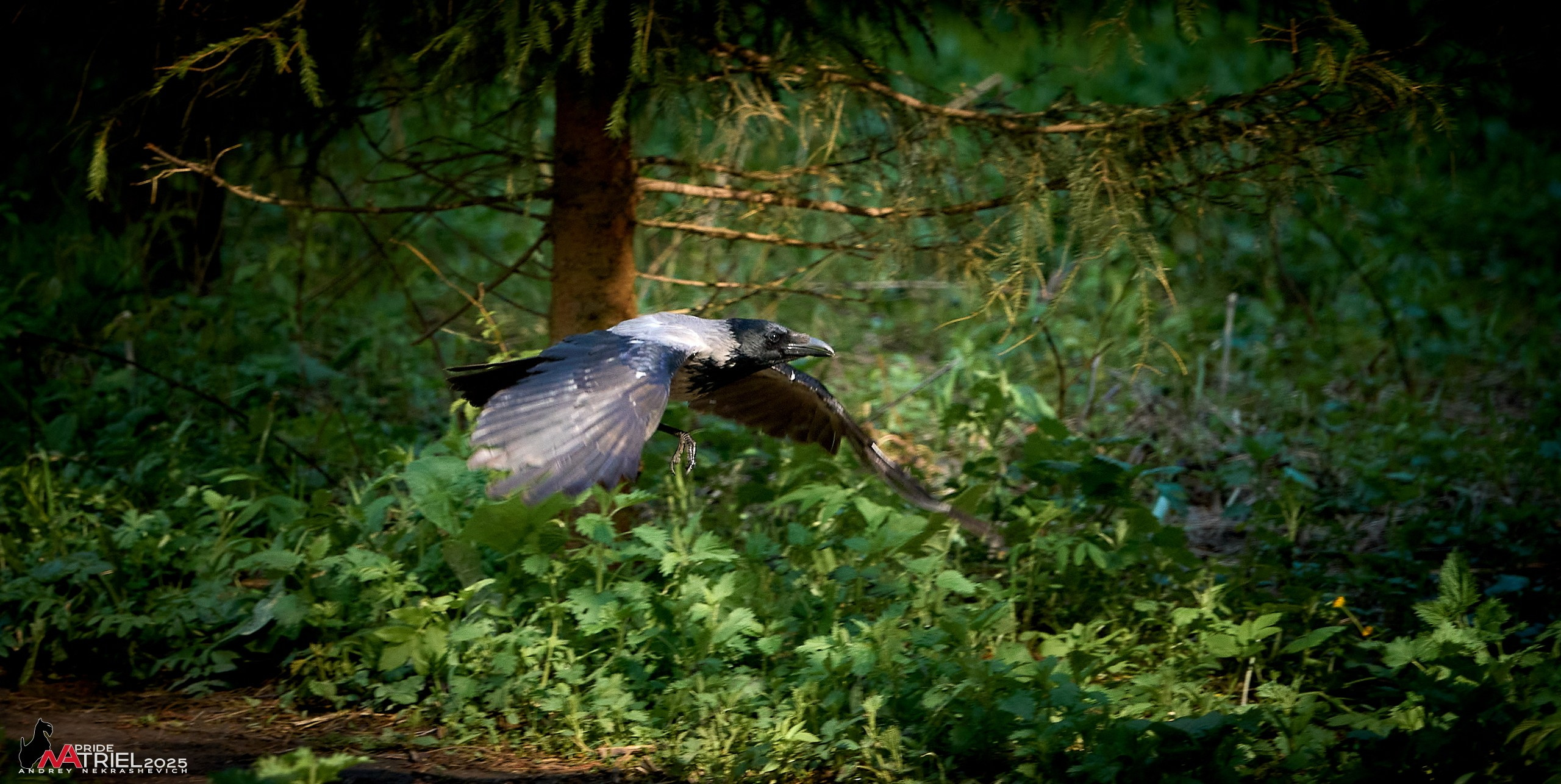 Съемка в майском лесу