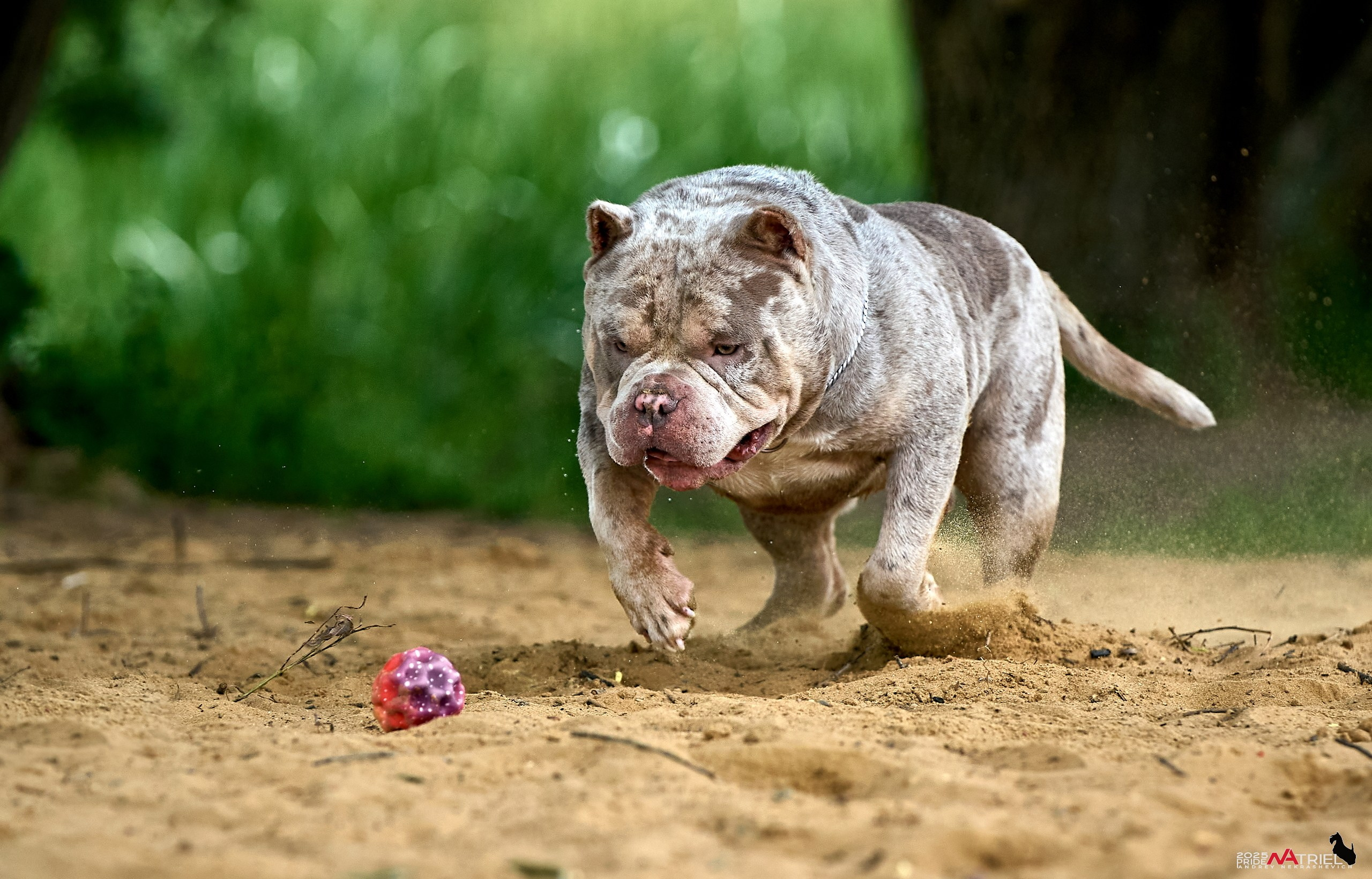 Съемка собак породы булли на природе