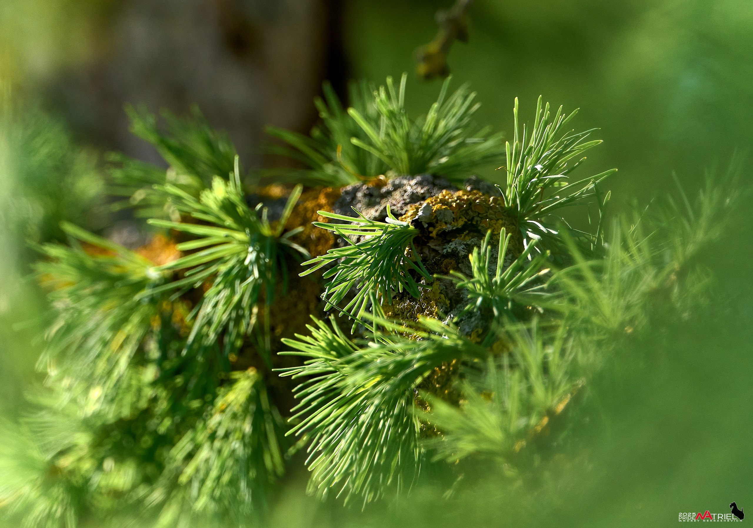 Природа в апреле. Всё в цветении!