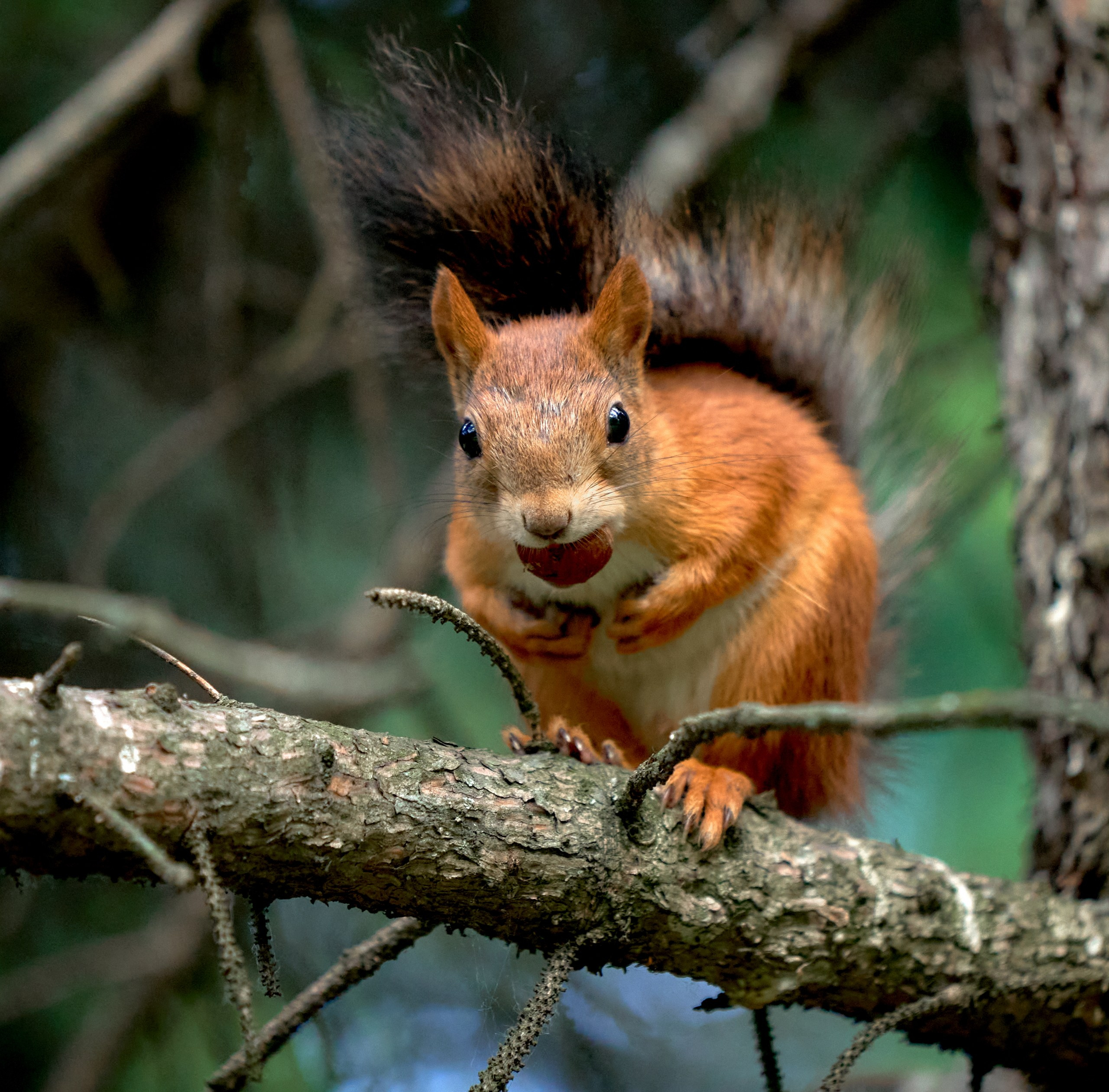 Животные — галерея NATRIEL