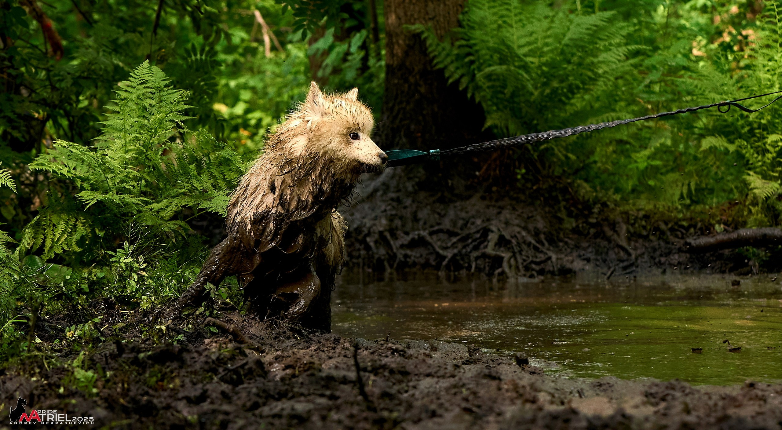 Russian Extreme Dog Trail — 2025