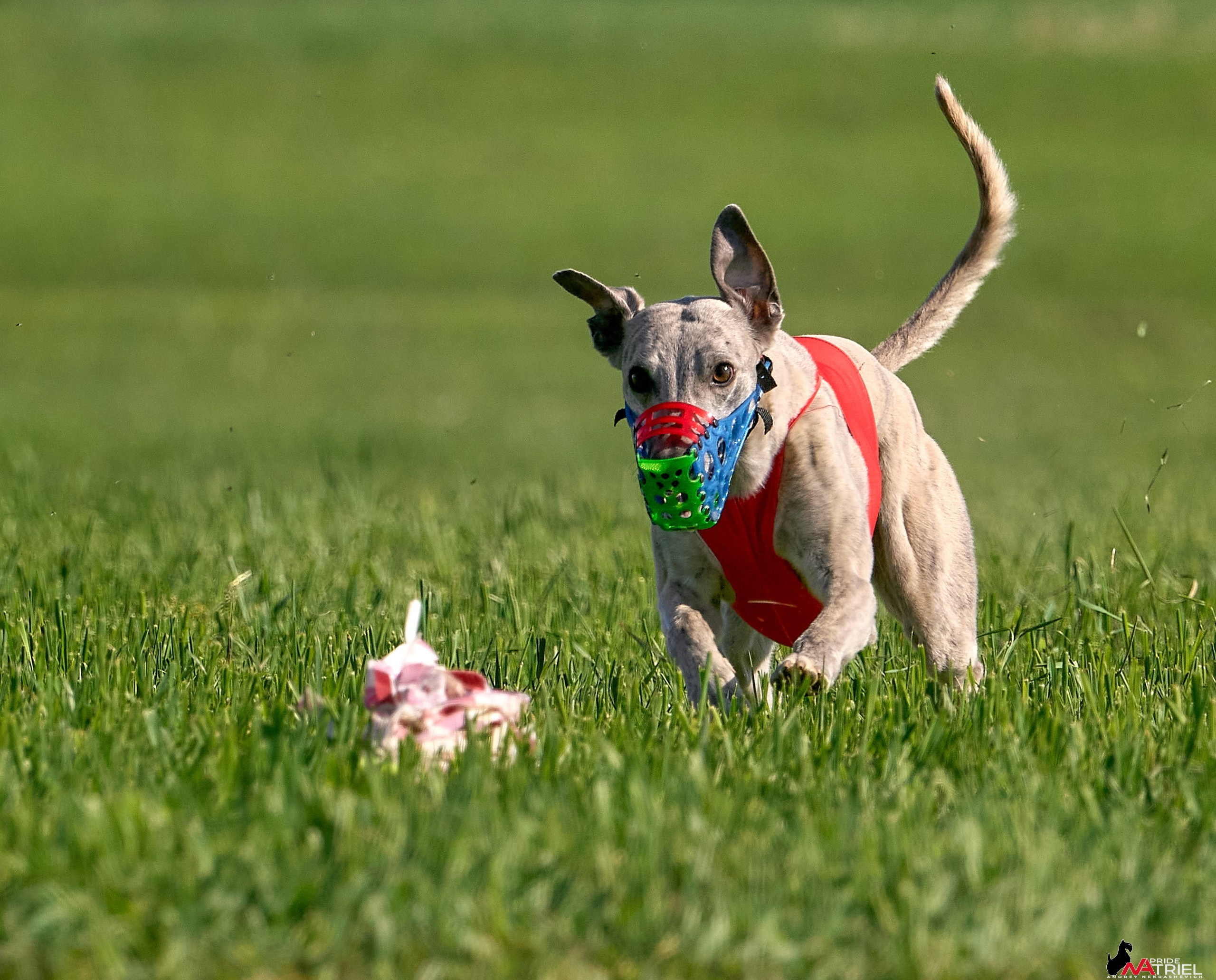 Съемка курсинг — галерея NATRIEL