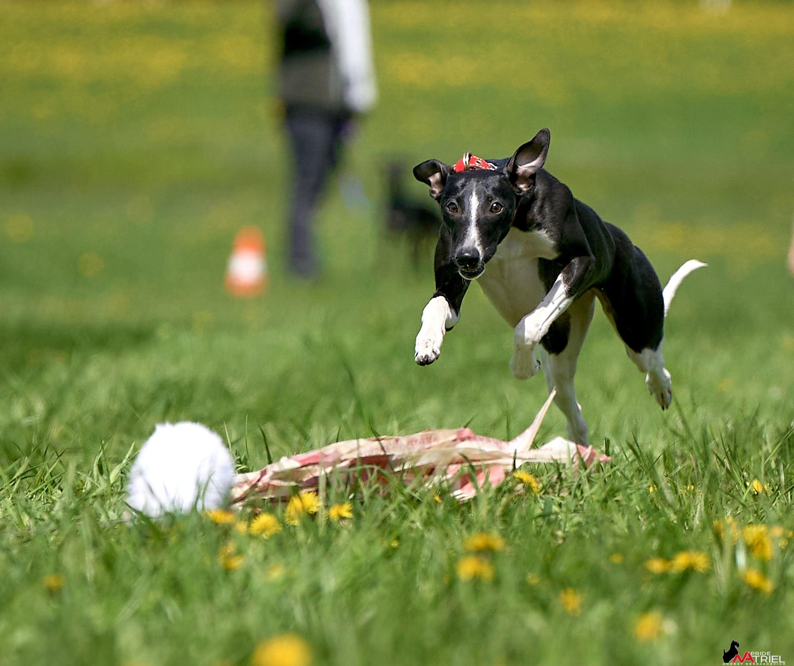 Съемка курсинг — галерея NATRIEL