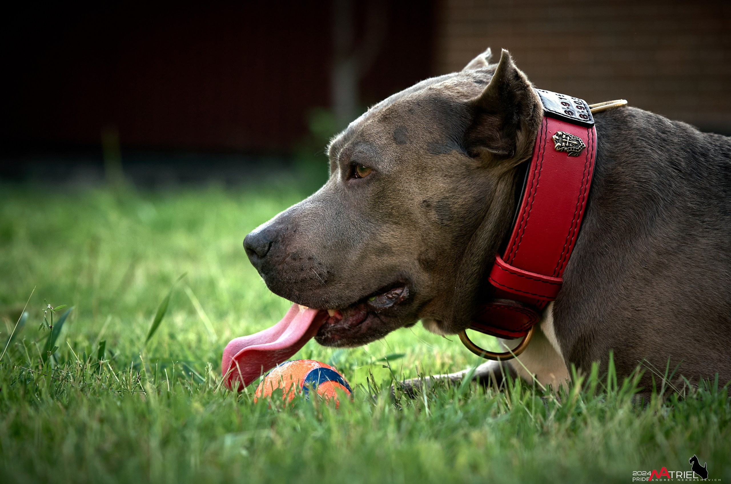 Съемка собак с выездом к Вам в дом