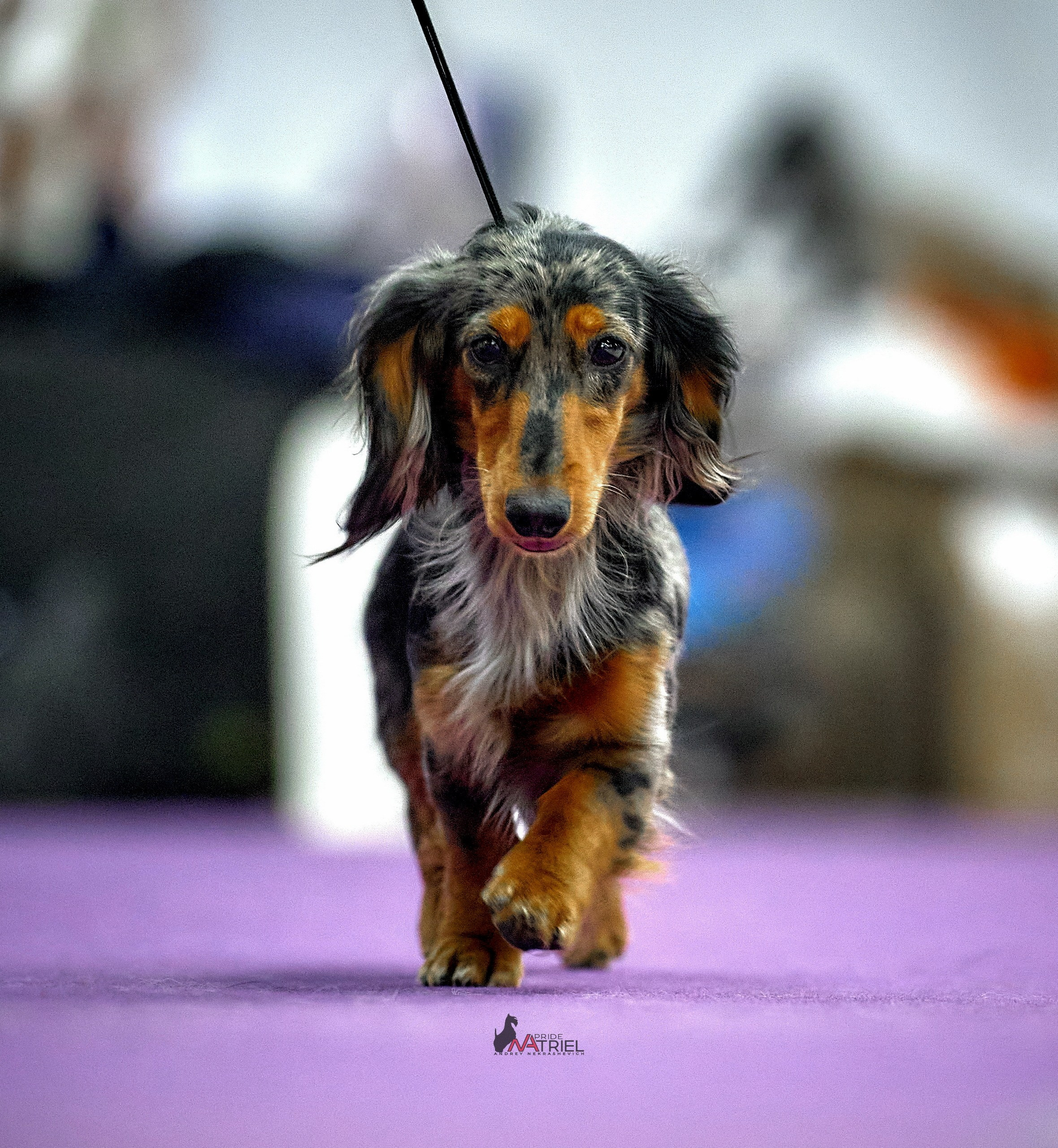 Работа в рингах — галерея NATRIEL