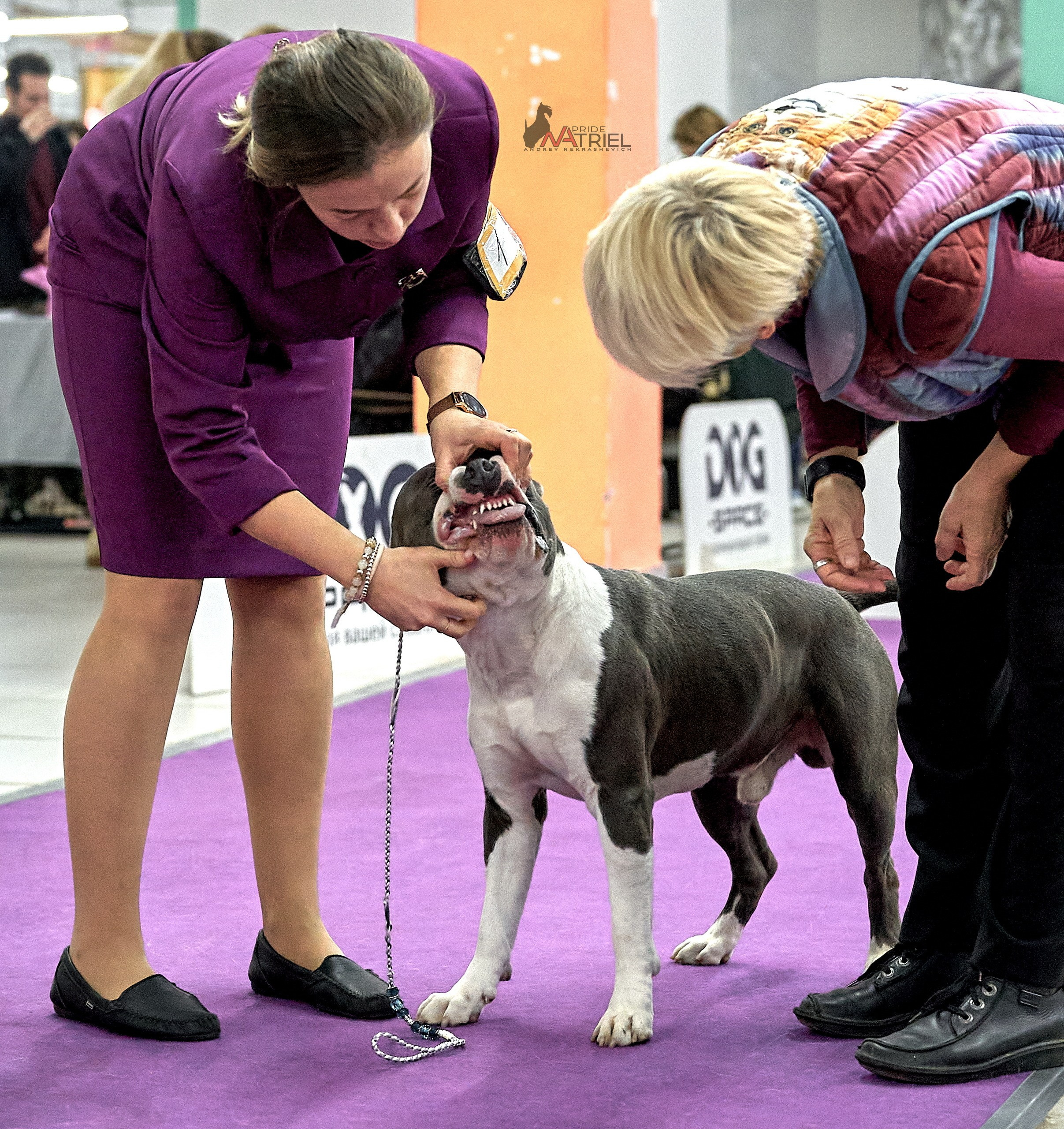 Работа в рингах — галерея NATRIEL