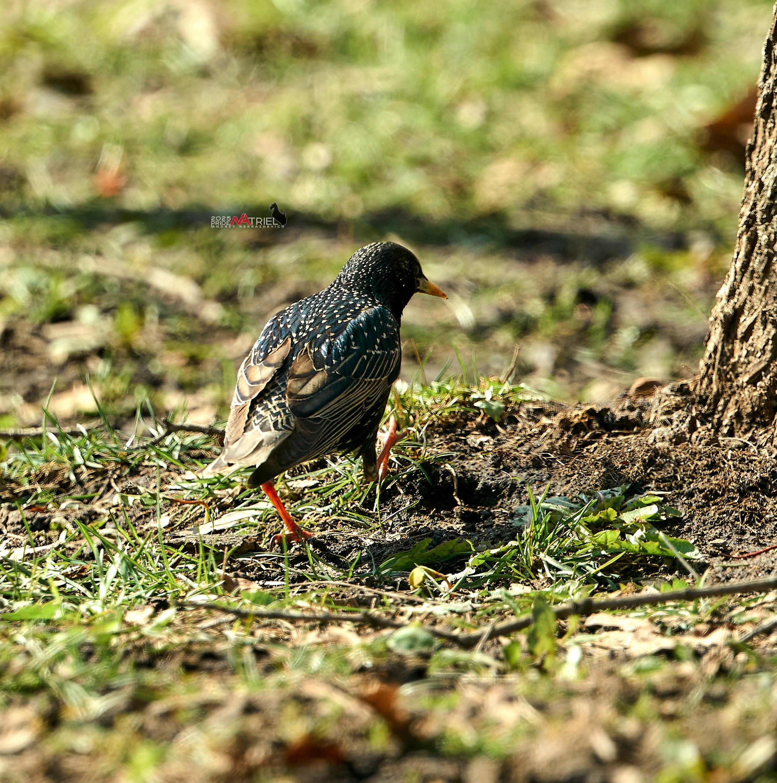 Природа в апреле